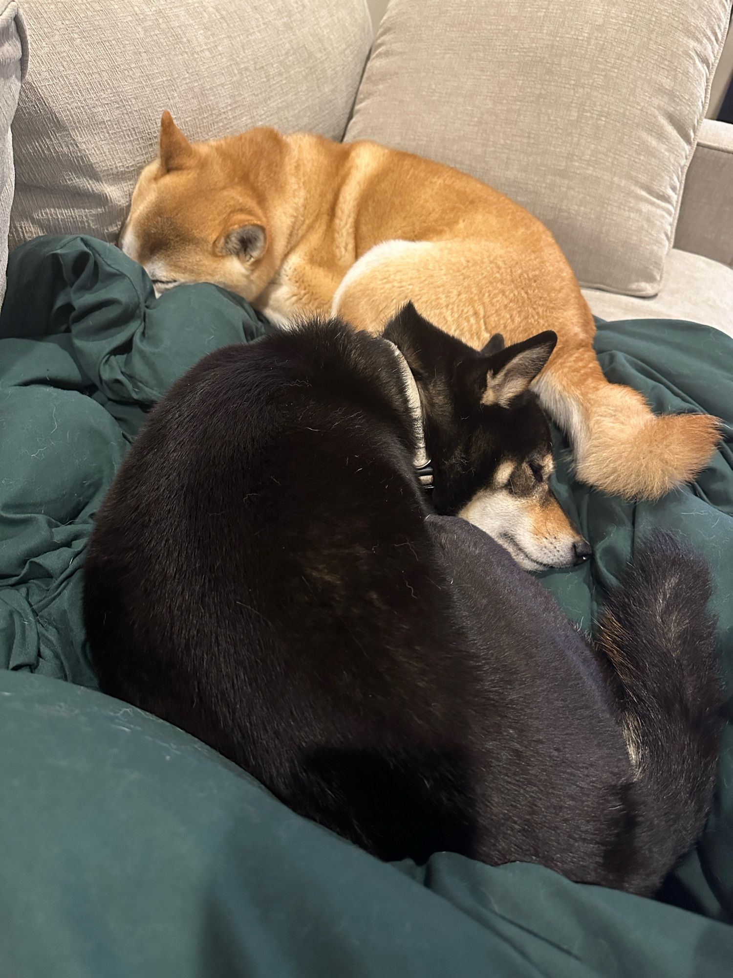 Two dogs sleeping on green blanket.