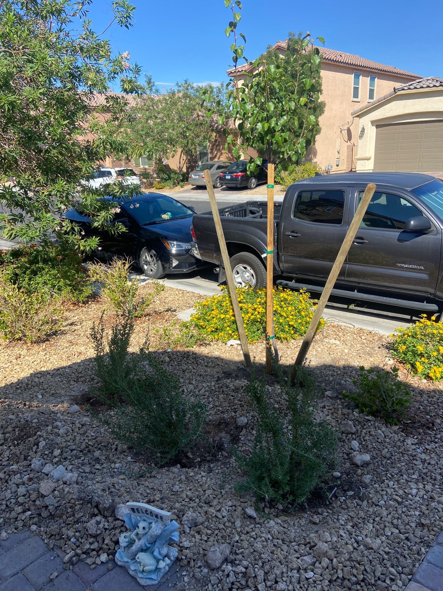 Three Texas sage and a Bradbury pear tree