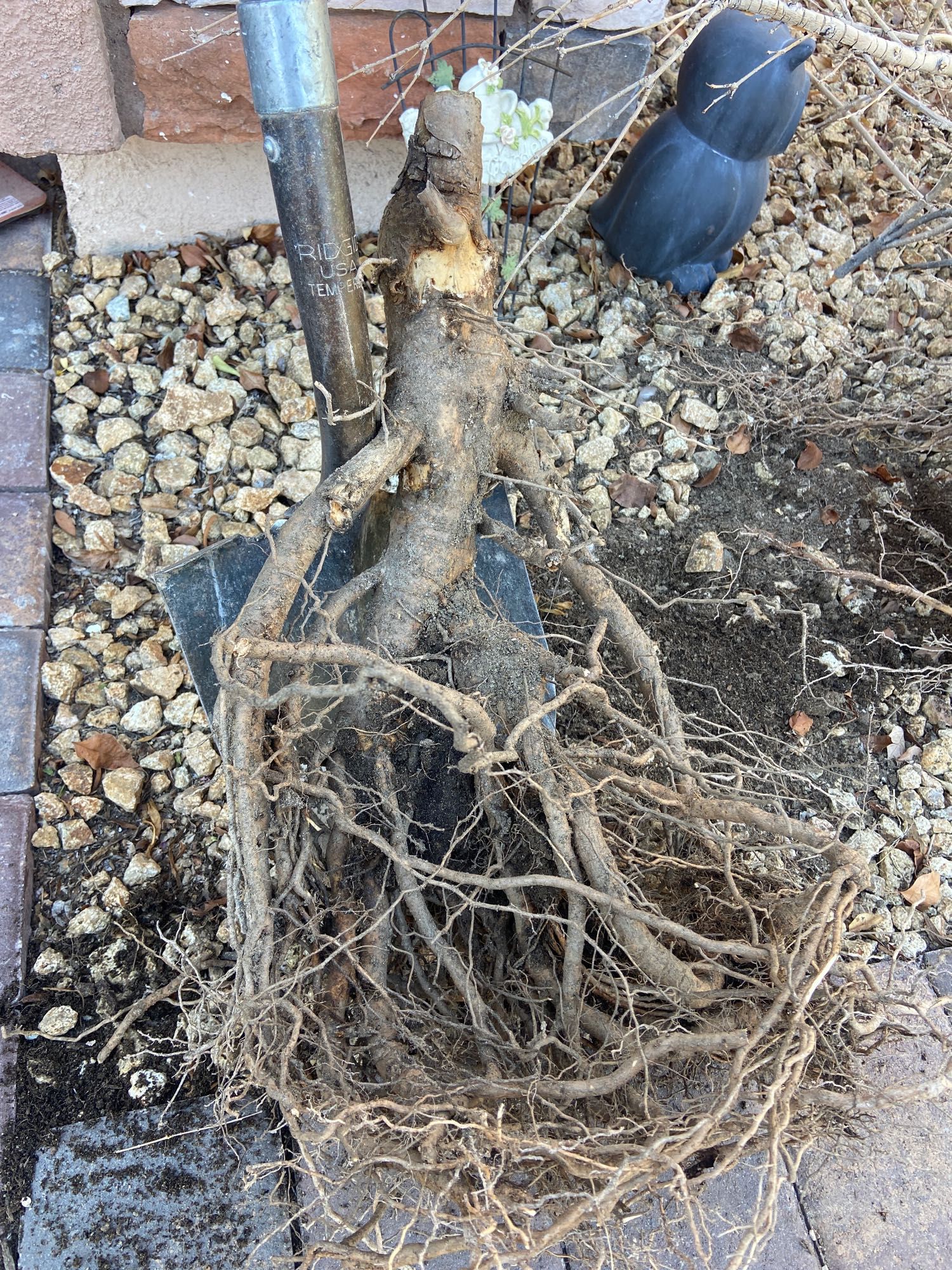 That’s a spade shovel behind the root ball.  This is the “stump” of the small tree. It was bigger than the tree itself