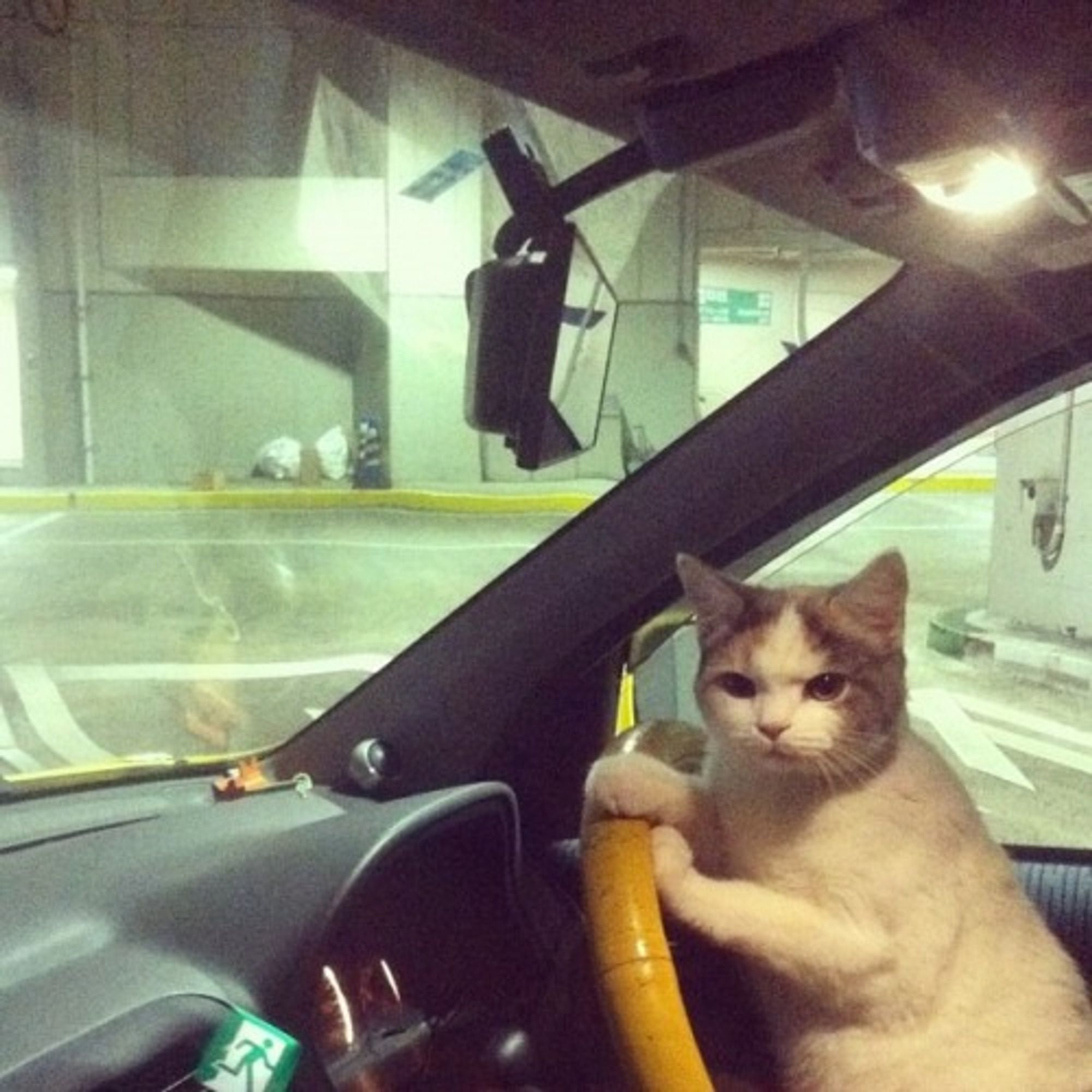 Cat sitting in the driver's seat of a car, holding on to the steering wheel, looking at the passenger's seat