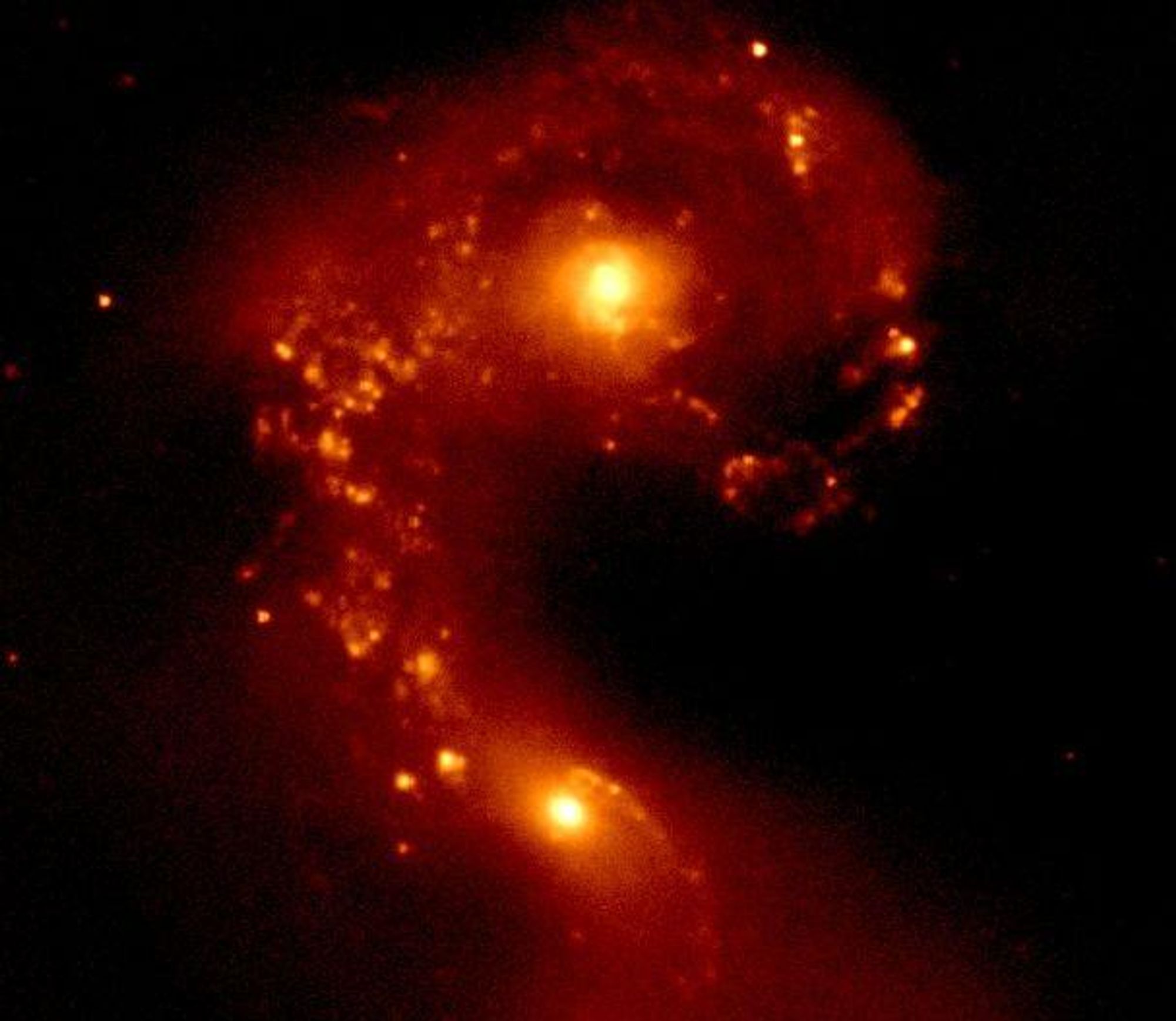 A false-color image of the Antennae Galaxies, taken in near-infrared light by the Wide-field InfraRed Camera (WIRC) on the Palomar Observatory's 200-inch Hale telescope. The image shows the two galaxies in the process of colliding, with their nuclei clearly visible and surrounded by newly formed star clusters.  The northern nucleus is obscured in optical images, but is revealed here to have a barred, mini-spiral structure.