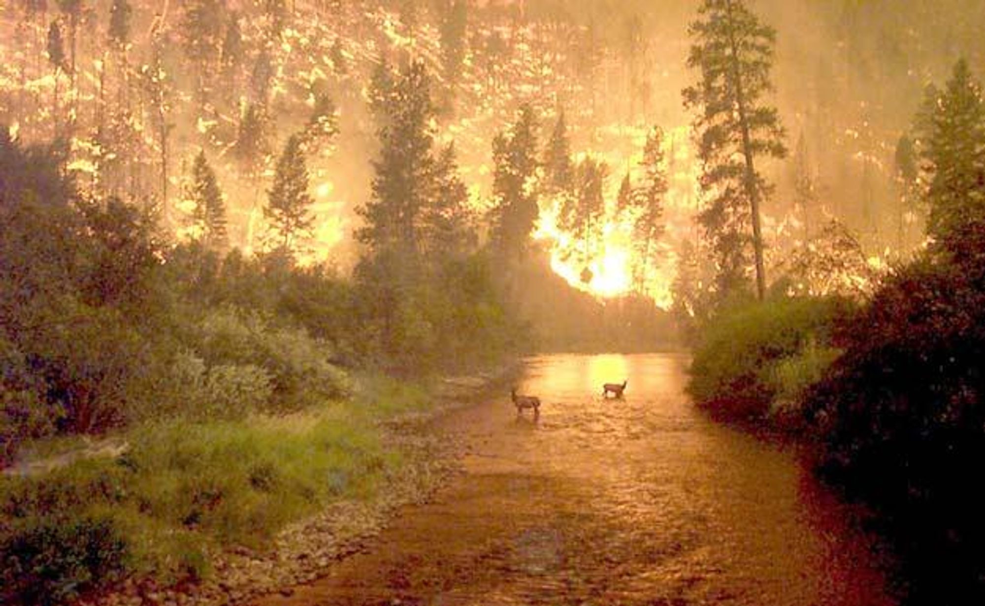 Two elk stand in a shallow river, their backs to the viewer, while a fire rages behind them in a forest. The fire is so intense that the flames can be seen from space. This image shows how fire can be both a destructive and a natural part of the Earth's ecosystem.  The fire is visible from space and is a sign of life on Earth, as fire is a result of oxygen.  This image highlights the power of nature, even in its most destructive form.