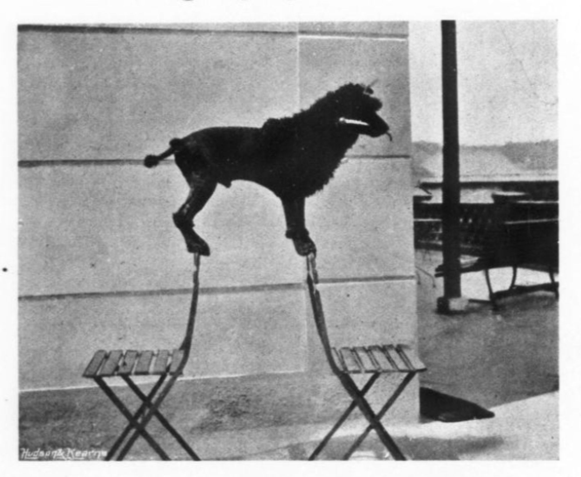 b&w photo. A black poodle balances on the backs of two chairs