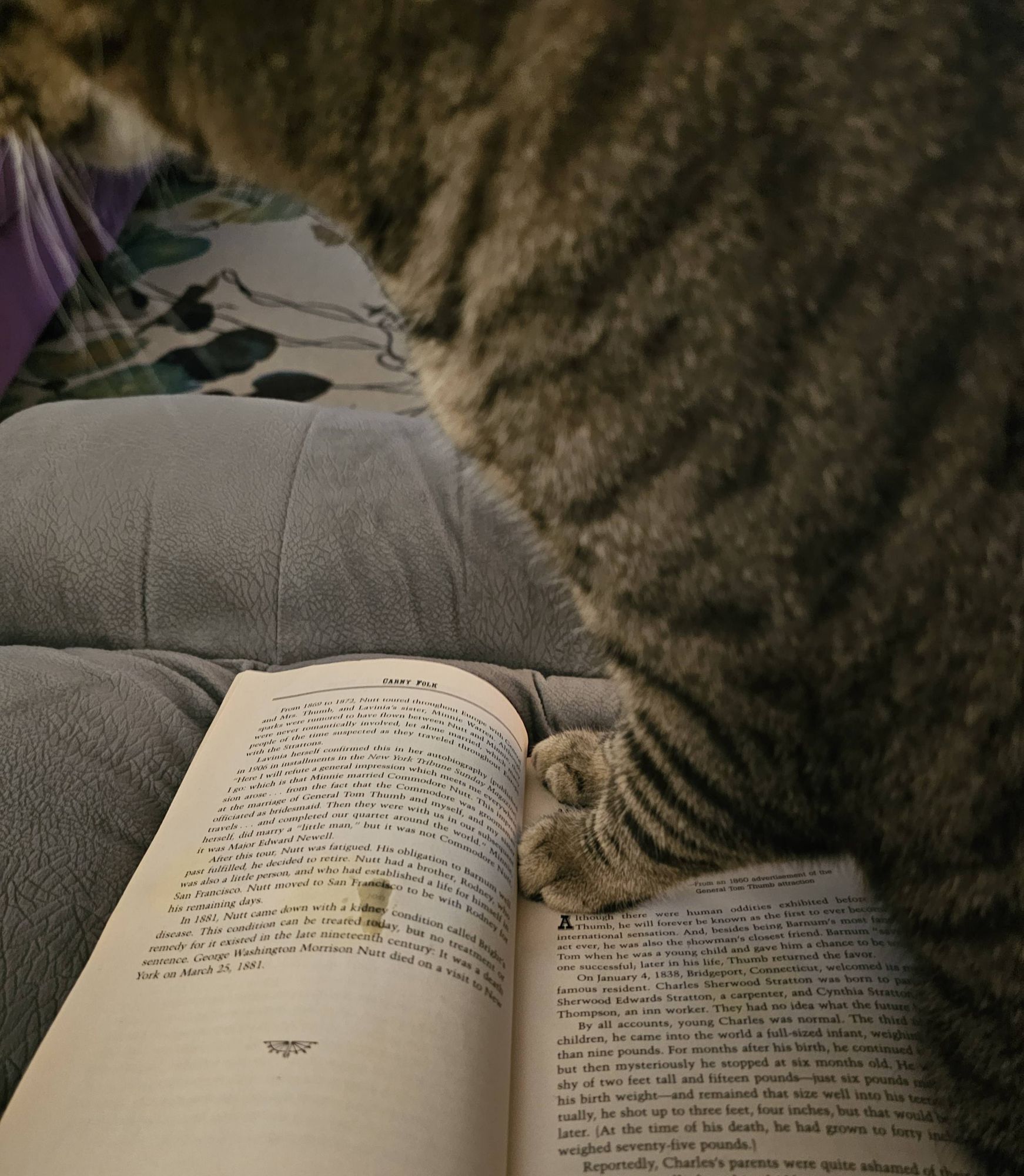 A cat sits on a book, which has a wet spot on the text because he fucking drooled on it, the little goblinheaded goofball