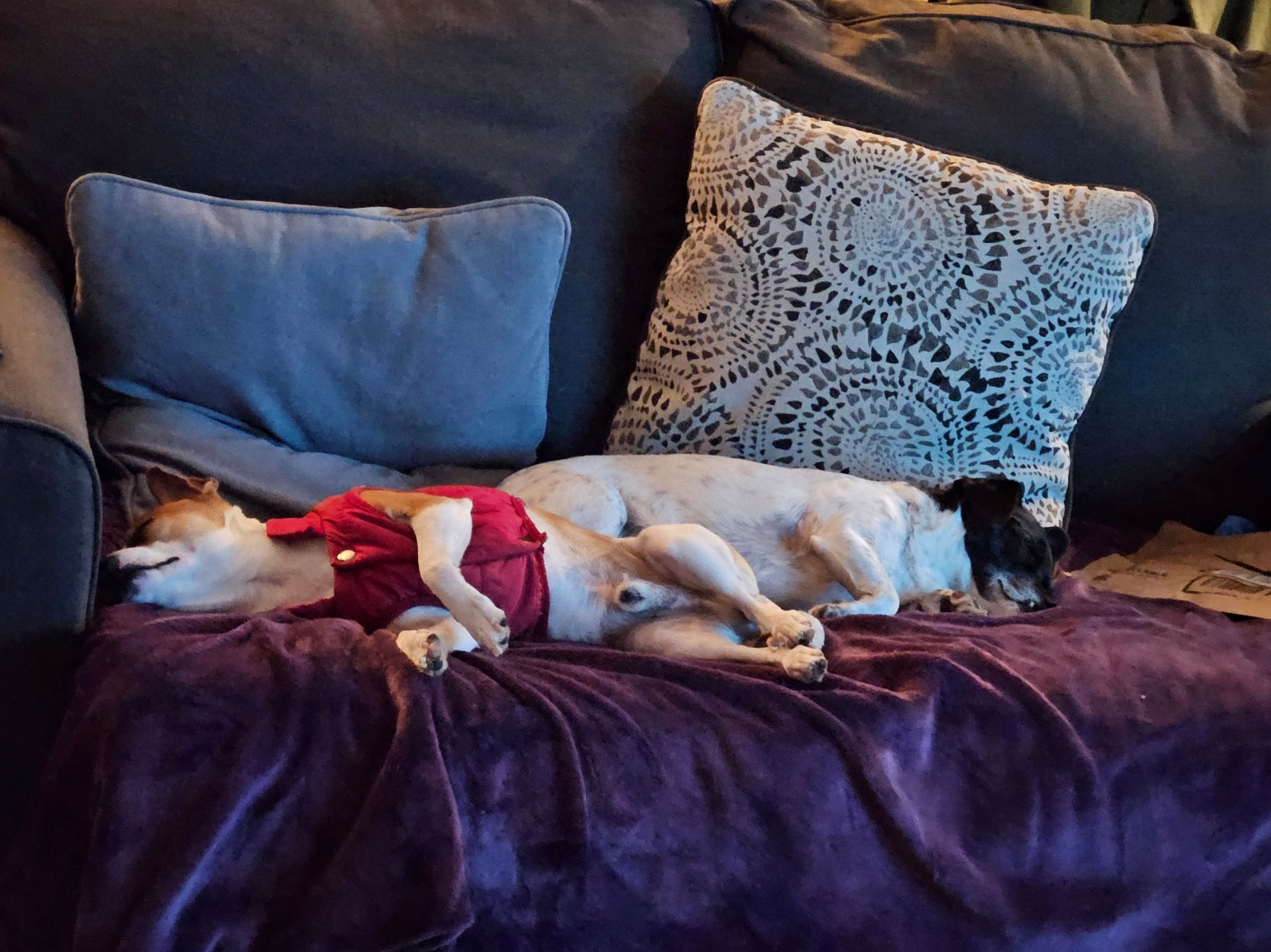 Both dogs lying on the couch in the picture are jackrussel-chiwawas, one with a black and white fur with a completely black head, the other light brown and white with the upper half of his face being brown around his eyes and muzzle.