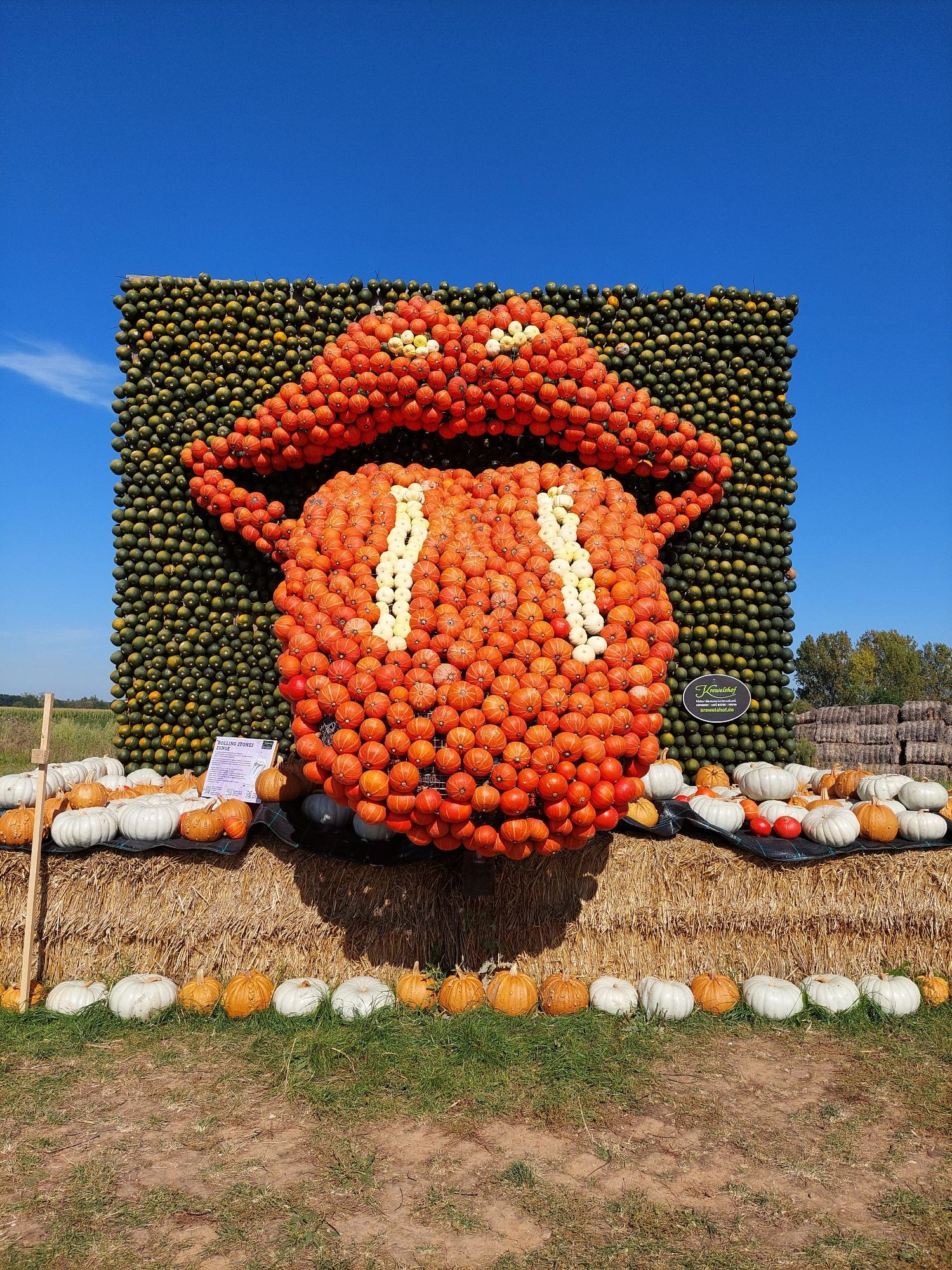 Photo of the Kiss Logo (a large mouth with the tongue stuck out) made of pumpkins