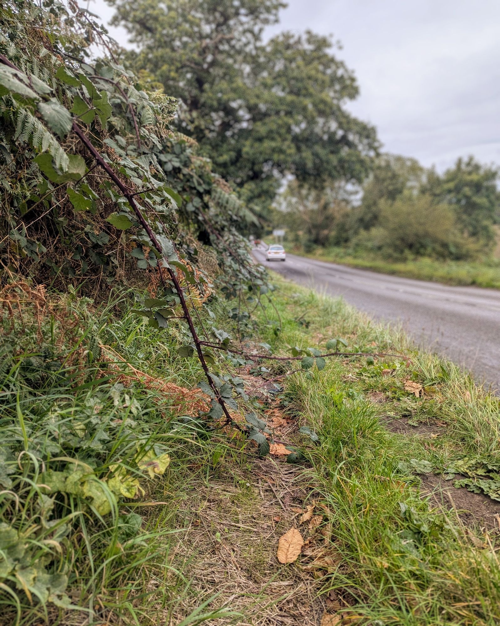 A pavement adjacent to a fast rural road is starting to become overgrown with brambles. Grass and other vegetation have also encroached on the footway, leaving an uneven surface.