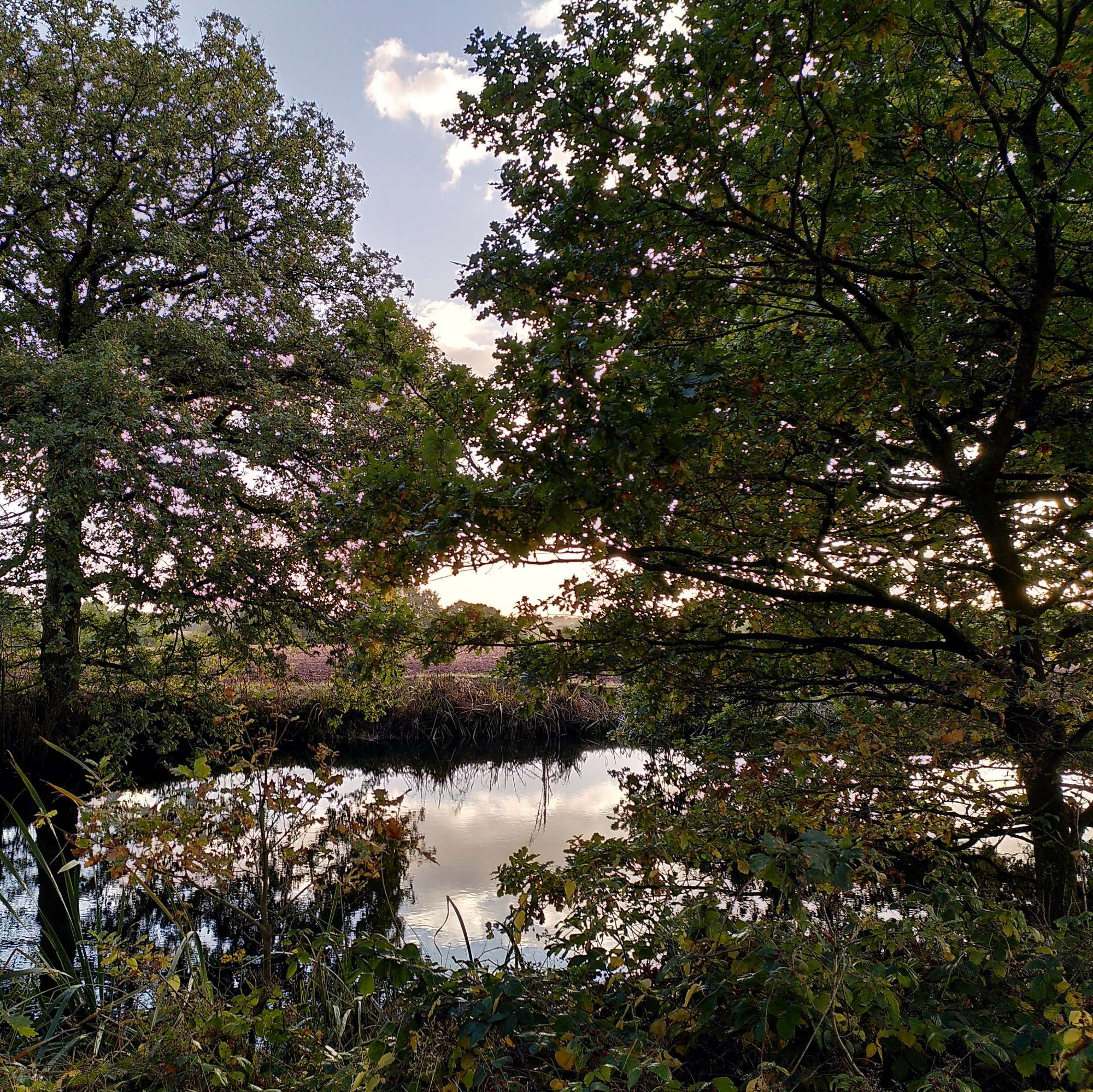 A pond overhung with trees, at the corner of a field near Meriden in the English Midlands.