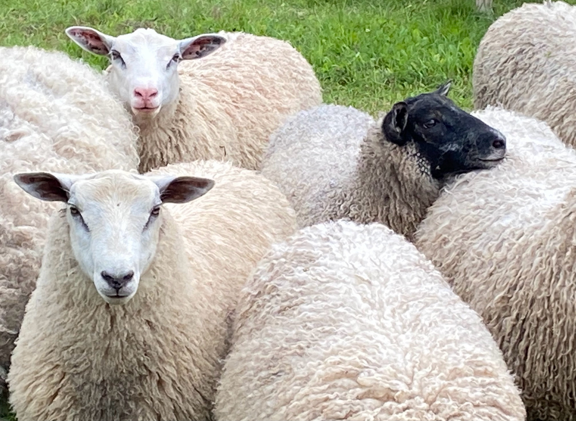 Eine kleine Gruppe sehr wolliger weisser Schafe, die dicht zusammen stehen. Das eine hat einen schwarzen Kopf, währenddem die andern weisse Köpfe haben. Zwei davon gucken frontal und fast etwas neugierig in die Kamera.