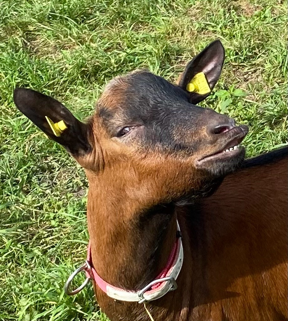 Braune Ziege, die mit geschürzten Lippen etwas skeptisch in die Kamera blickt. Sie trägt ein weiss-rotes Halsband. 