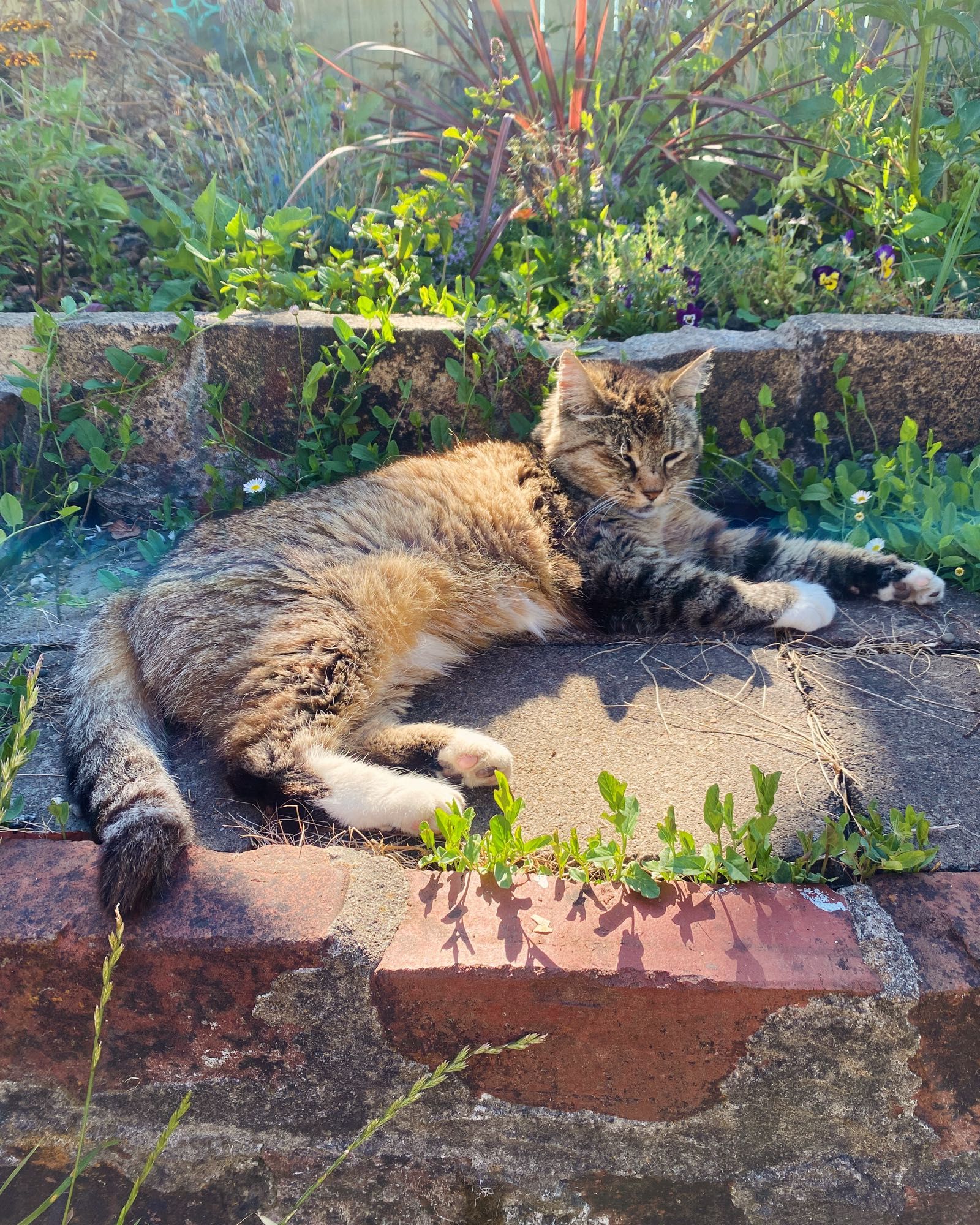 Brown tabby in a garden on a brick bench with overgrown weeds and flowers