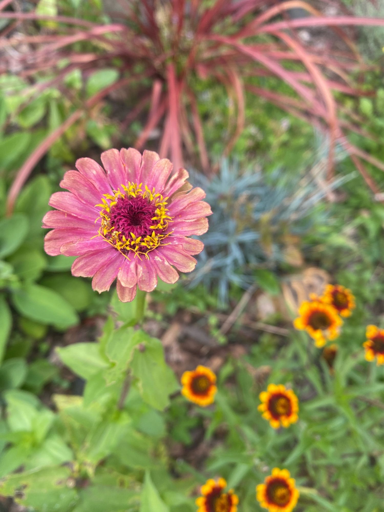 Pink & yellow zinnia, maroon & gold zinnia, blue carnation foliage, dark red ornamental grass.