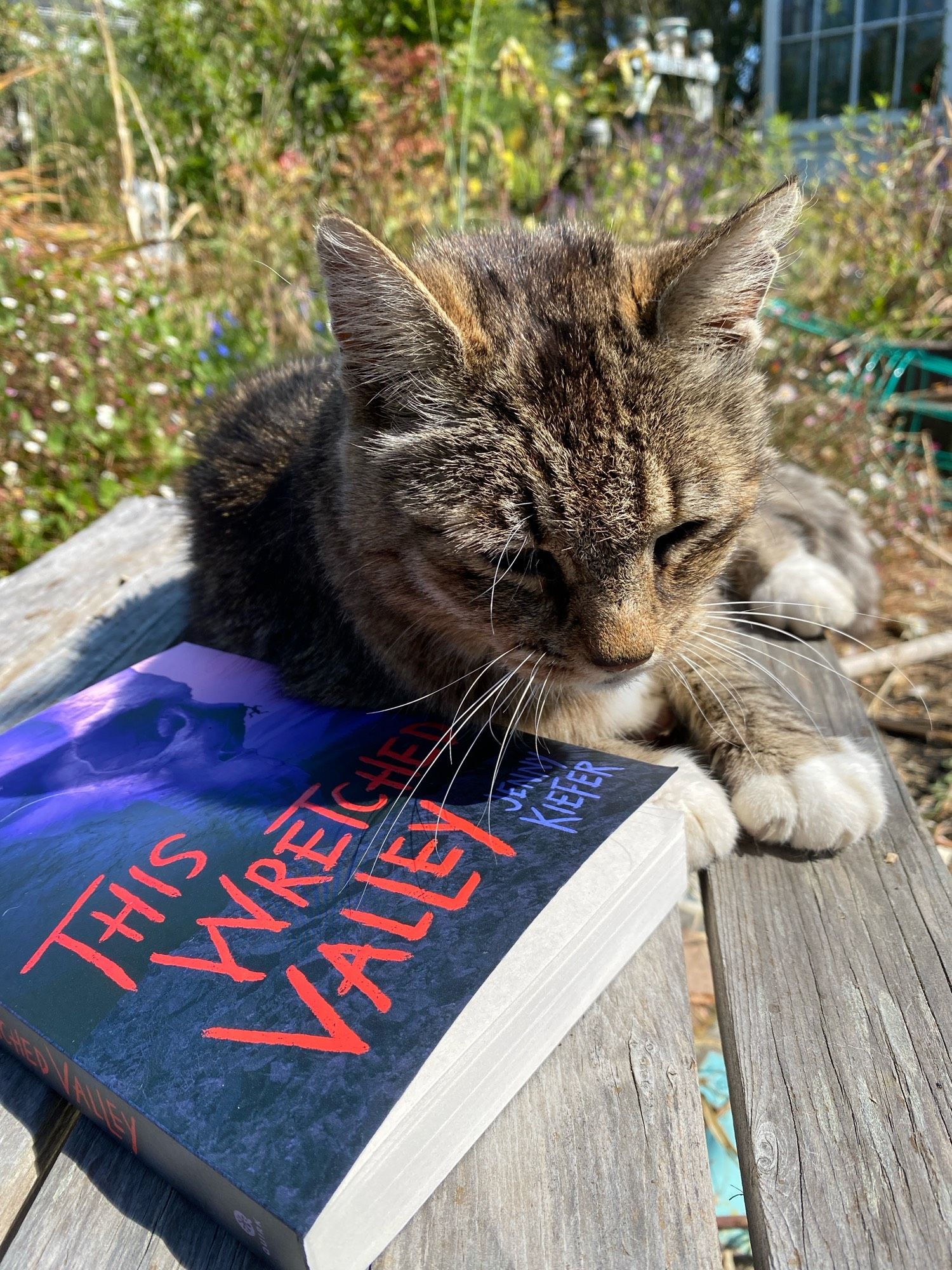 This Wretched Valley and Bundle, a senior brown tabby cat