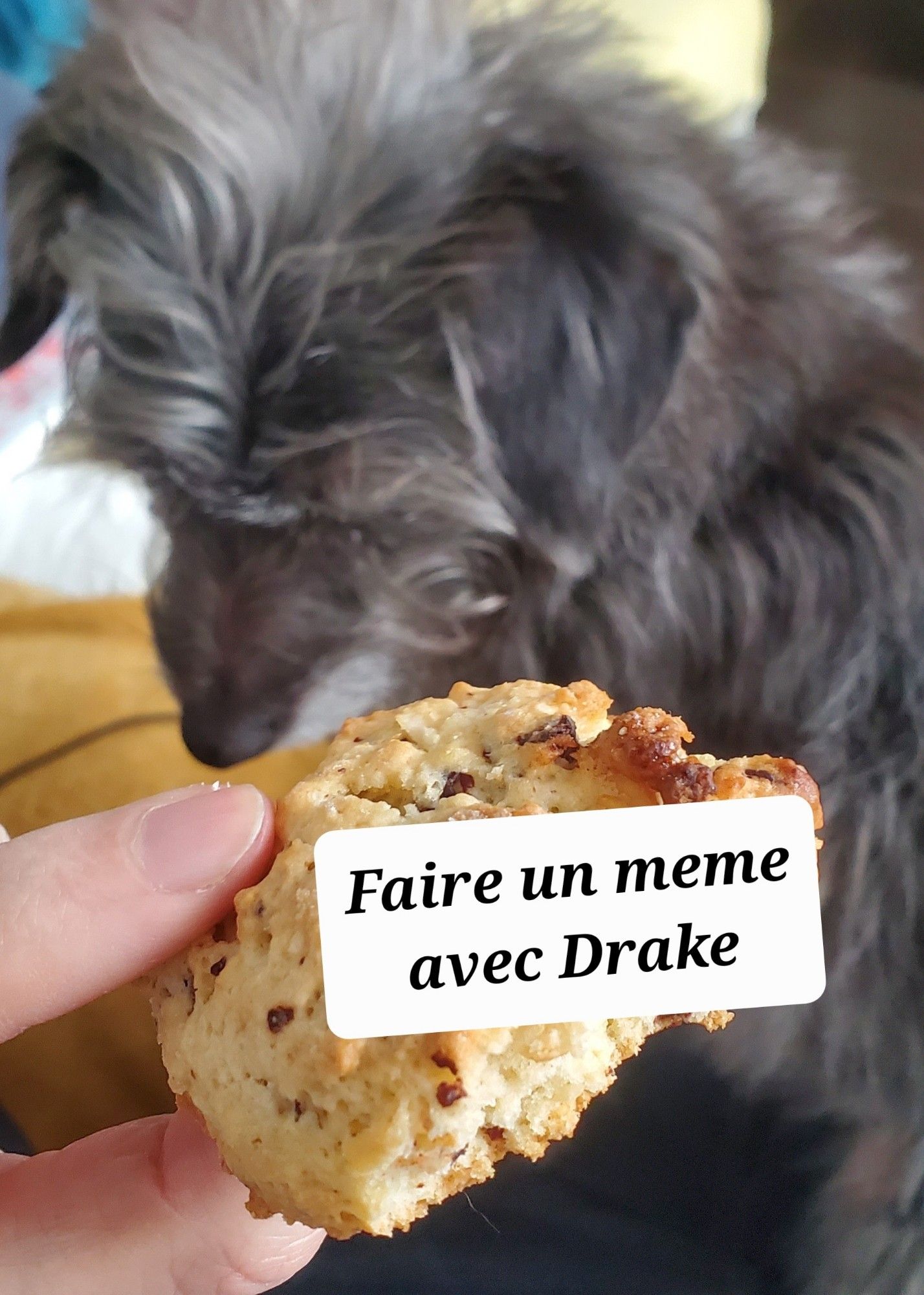 Mon petit chien qui refuse un cookie avec le message "Faire un meme avec Drake"