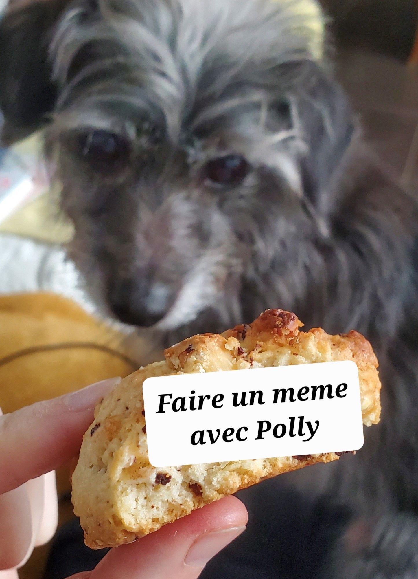 Mon petit chien qui lorgne sur le même cookie avec le message "faire un meme avec Polly"