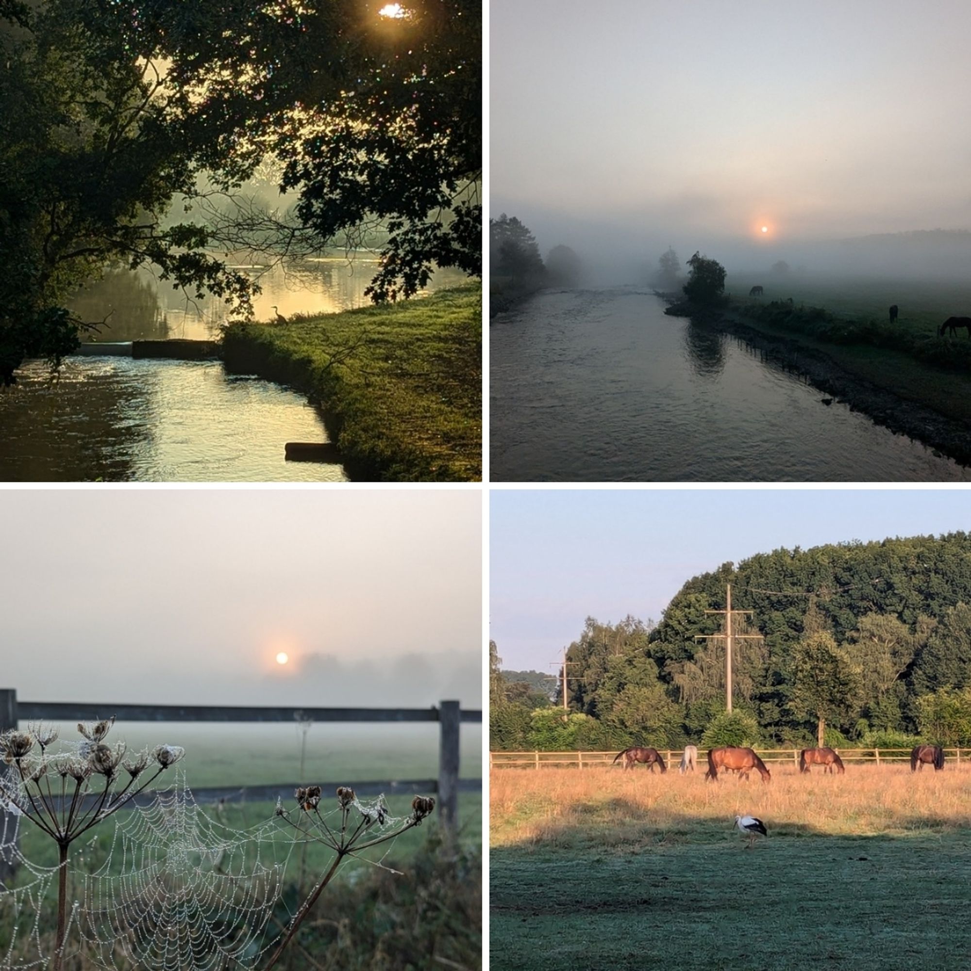 Fotocollage mit Bildern eines Reihers, der Ruhr im Nebel bei Sonnenaufgang, einem Spinnennetz mit Tau und einem Storch auf einer Pferdekoppel