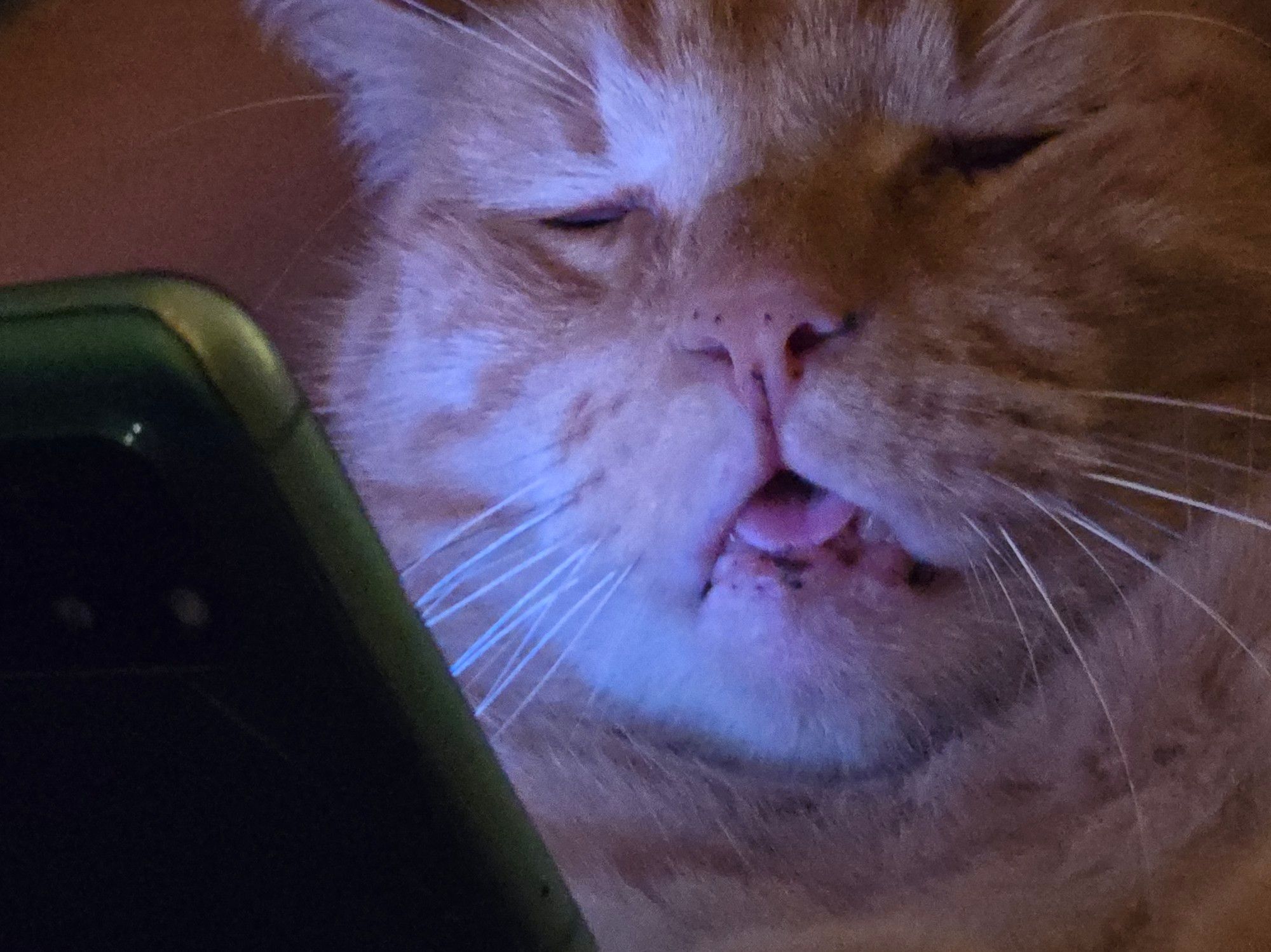 A photo of my ginger tabby cat Jazz being very sleepy. A phone is held in front of his face and the scene is dimly lit.