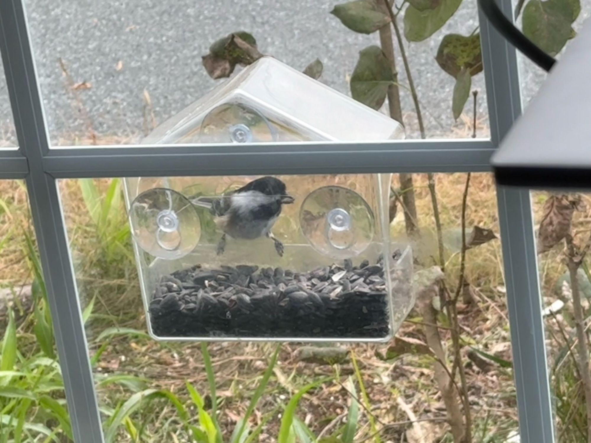 Small black and white bird at a window feeder