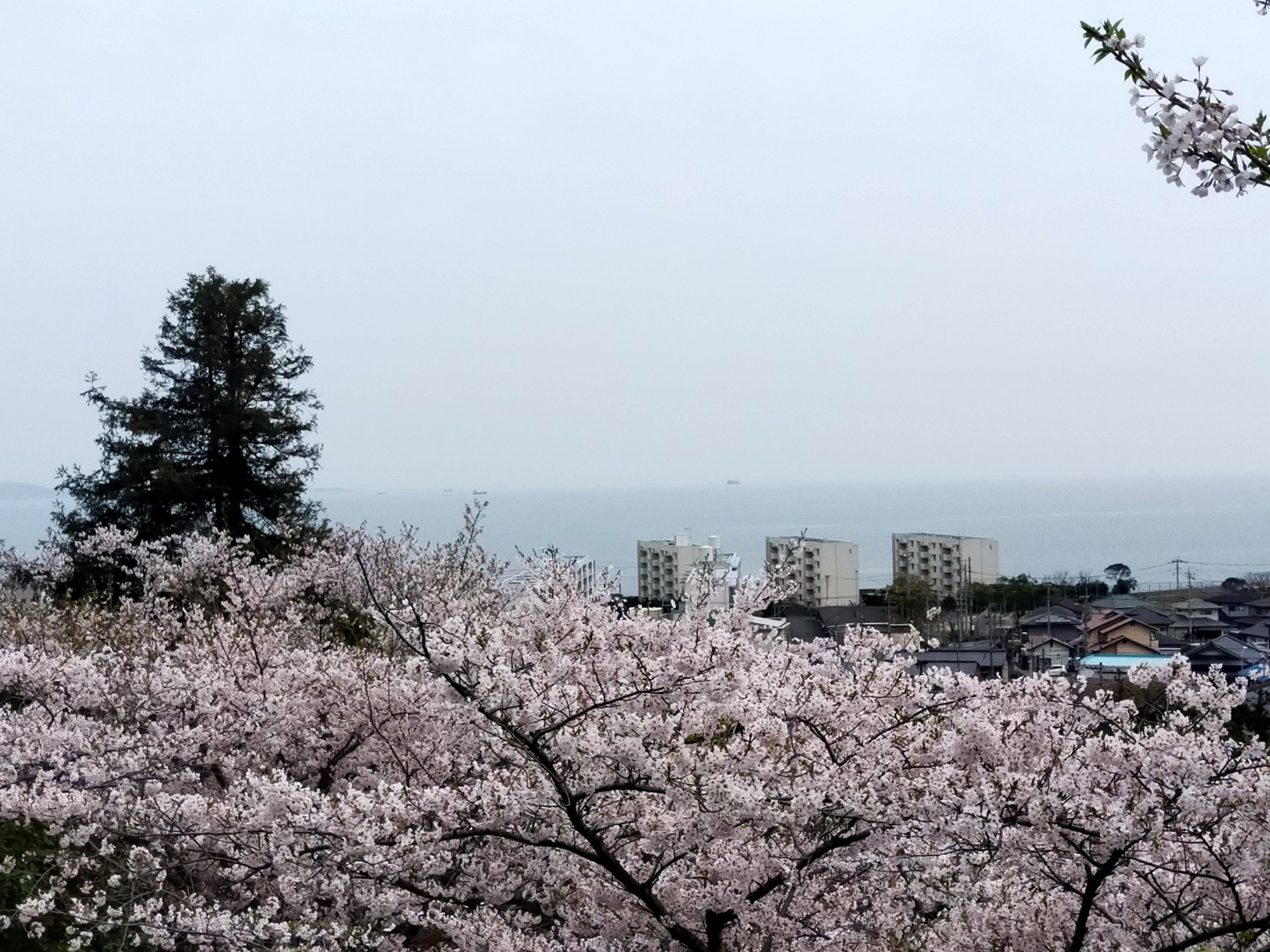 桜の花の向こうに海が見えます