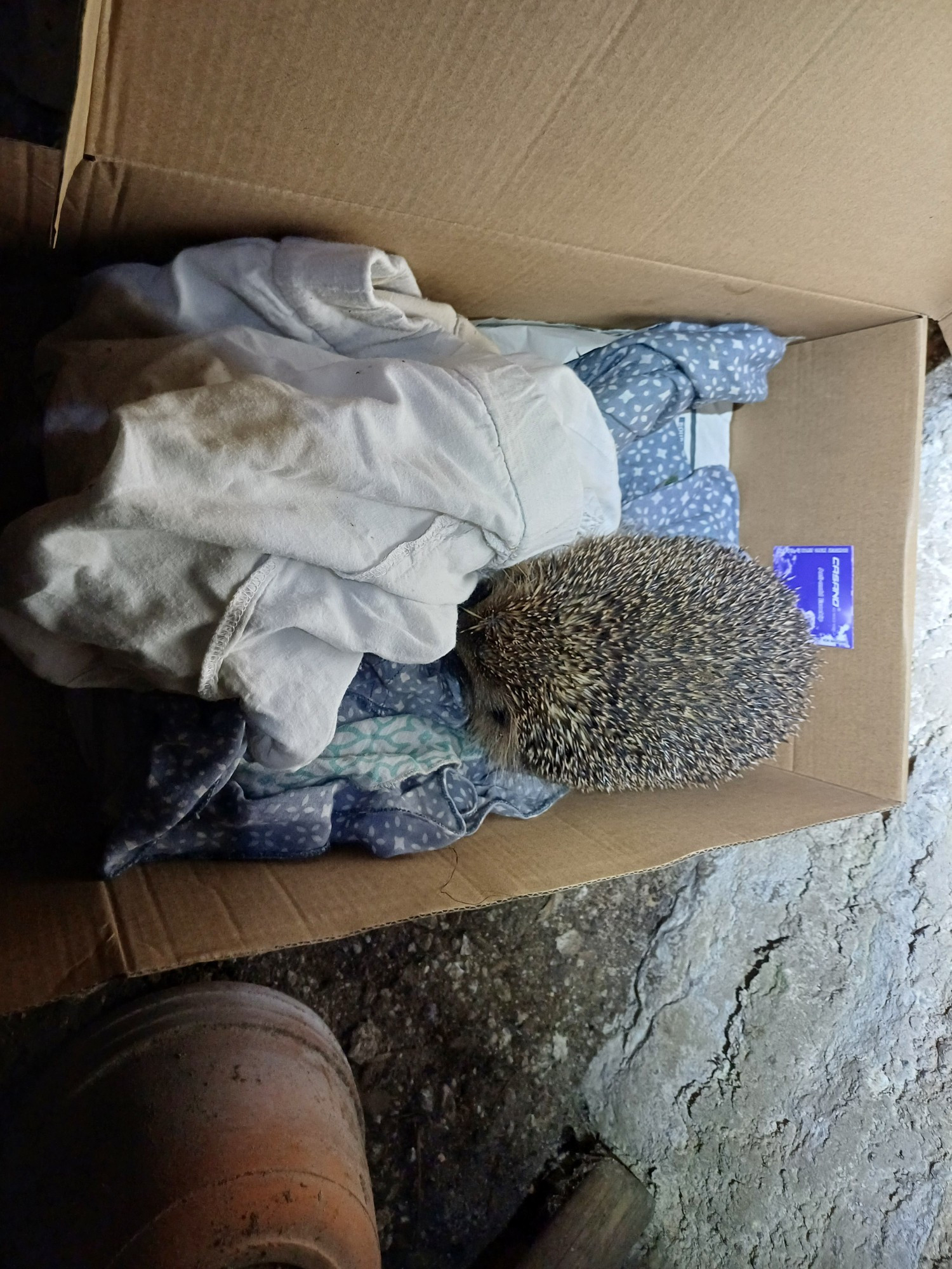 Photo
Hérisson roulé en boule dans une boîte à chaussure en carton garnie de vieux tissus.