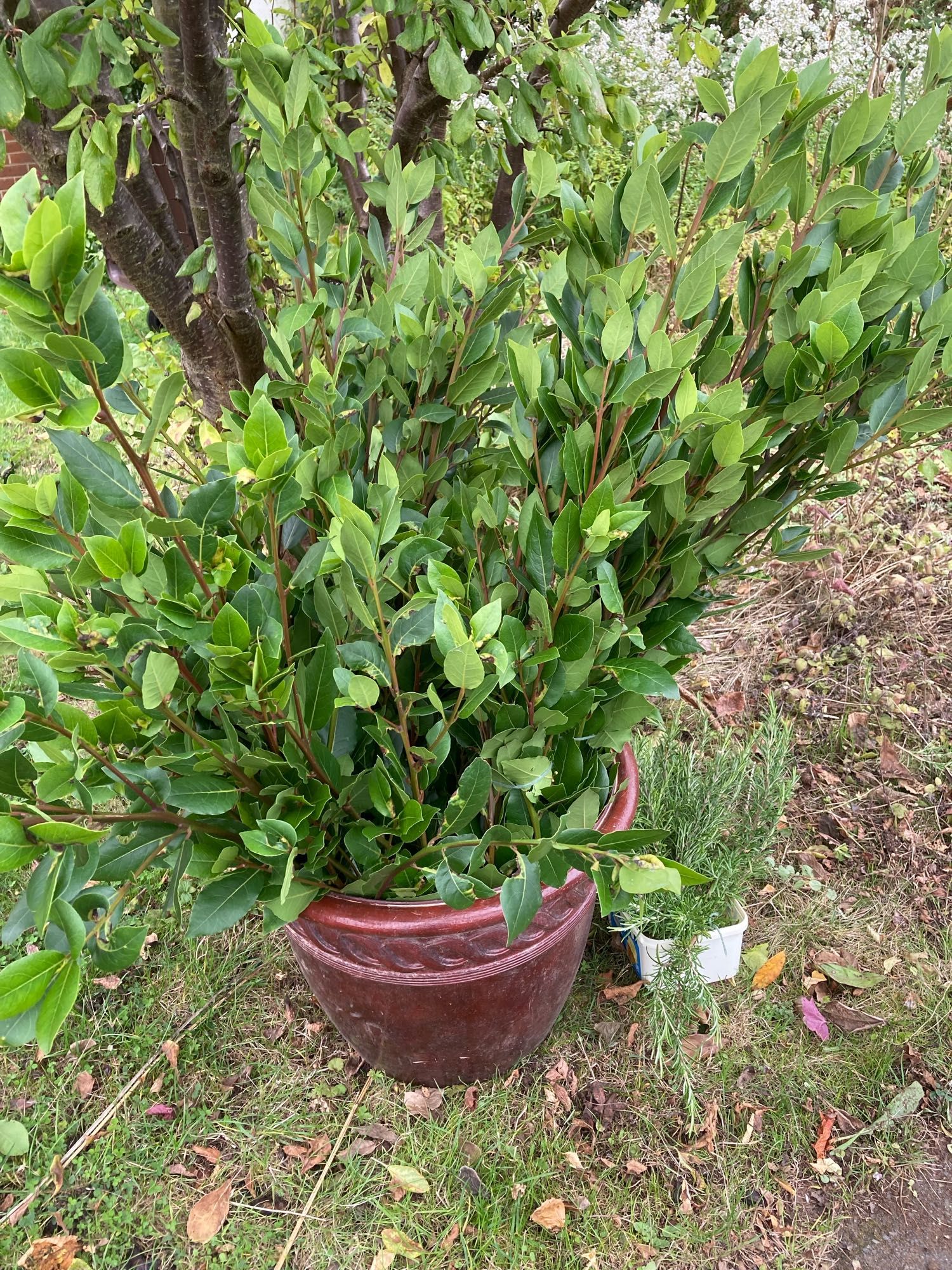 Pots full of cut bay and cut rosemary. The bay branches are long enough to make wreaths and so on, most over 1m - the rosemary branches are relatively short, only 30cm or so.