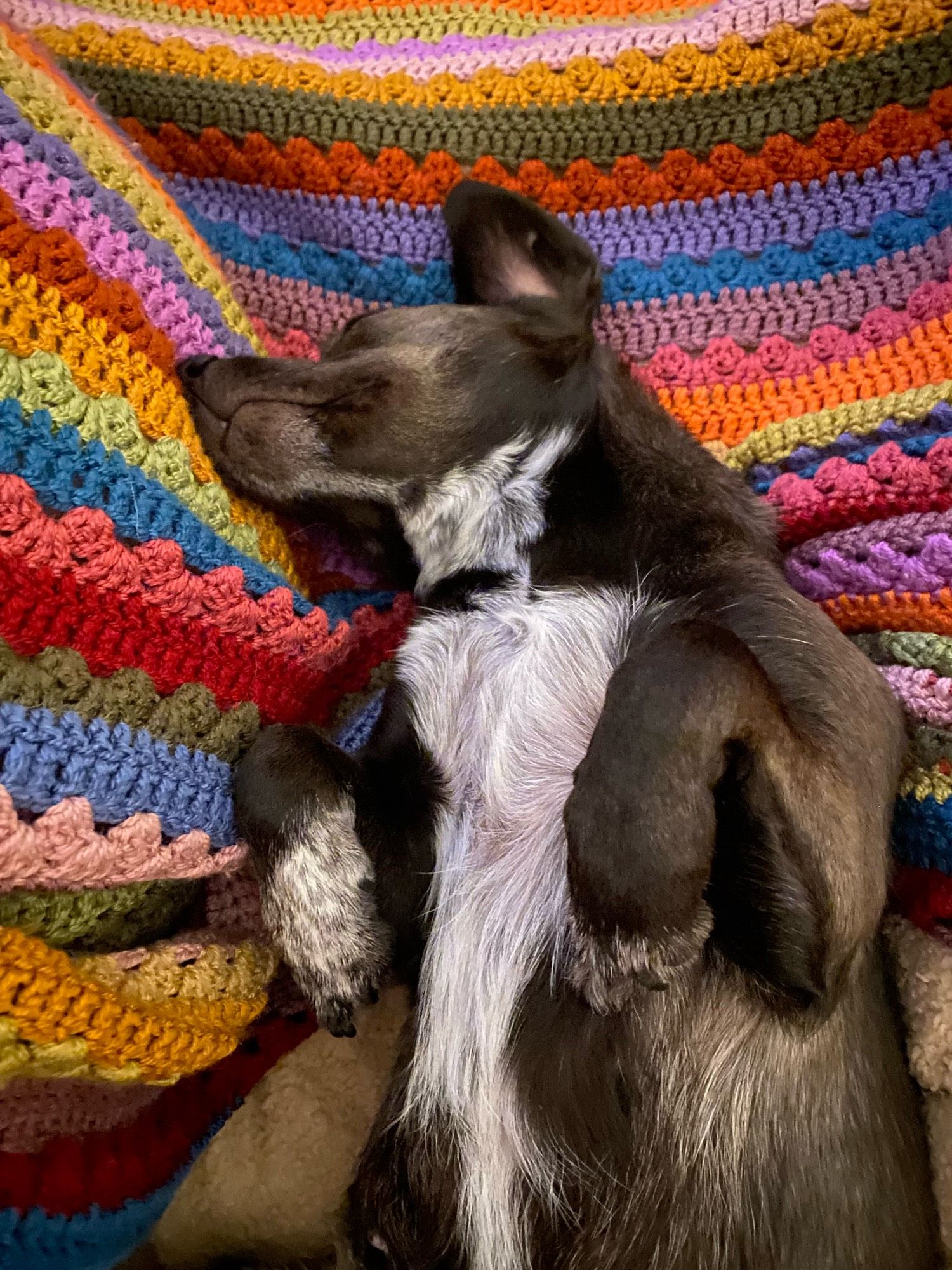 Willow a lil brown dog with a white blaze tum, snoozing on a multi coloured crocheted blanket