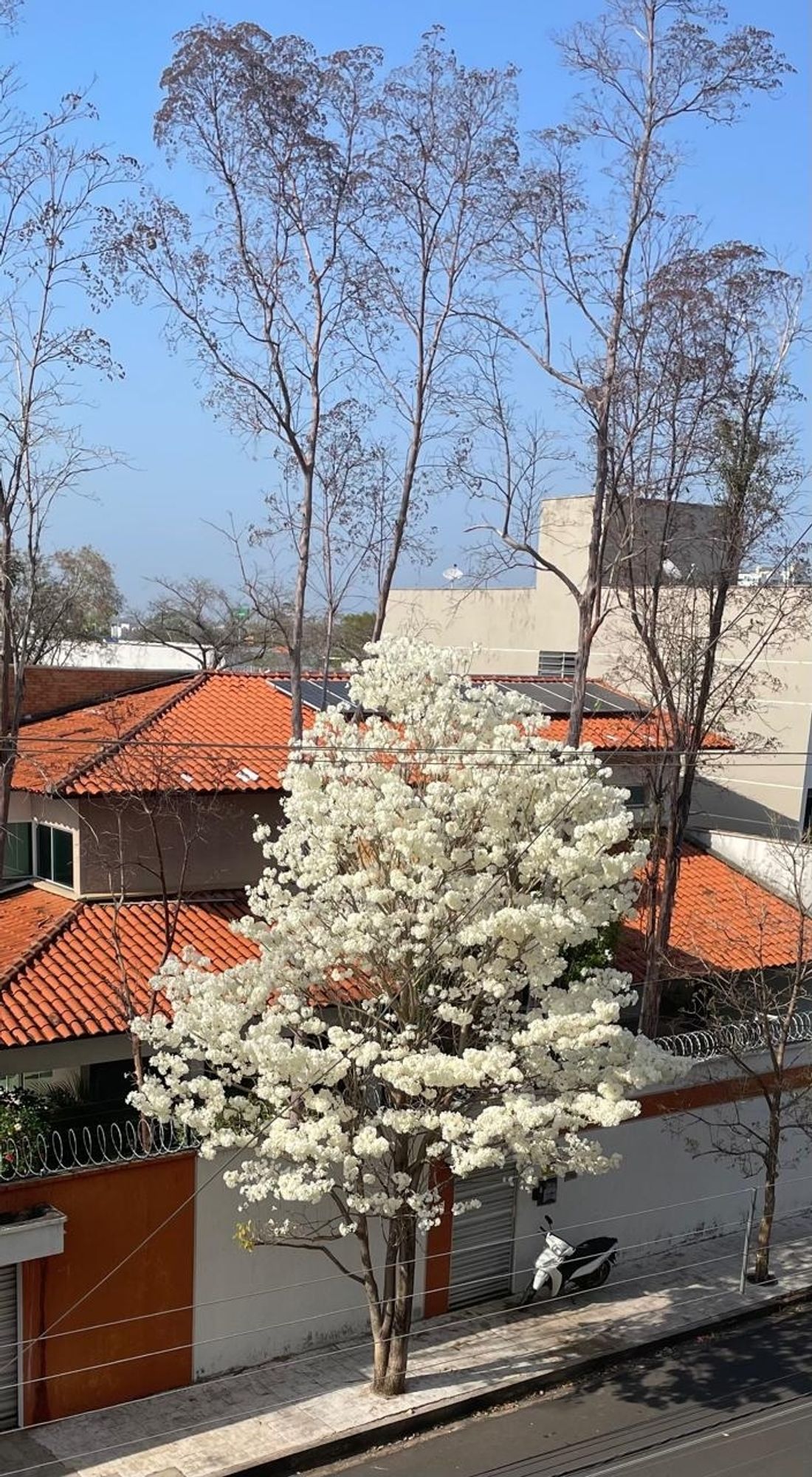 Foto do ipê branco todo florido bem cheio