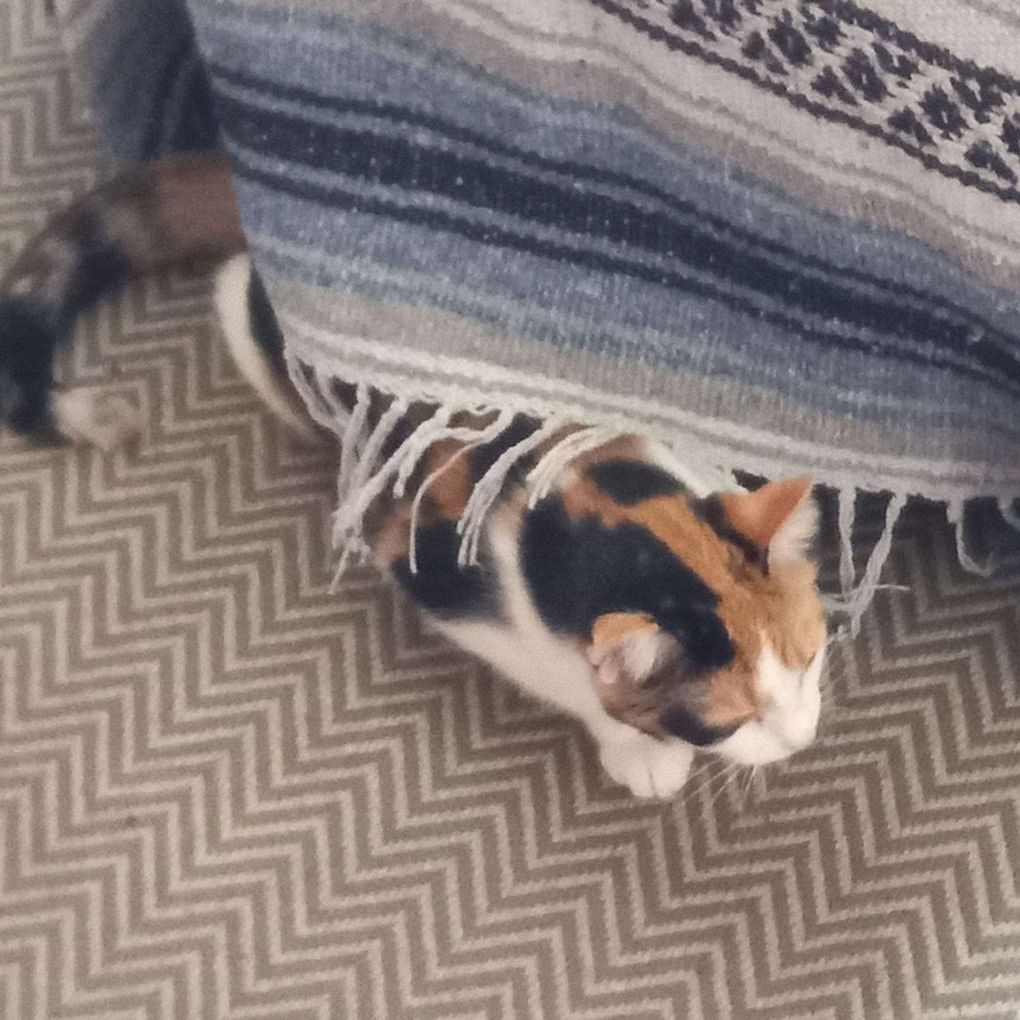 My cat, Mara, sneaking around under couches and such.