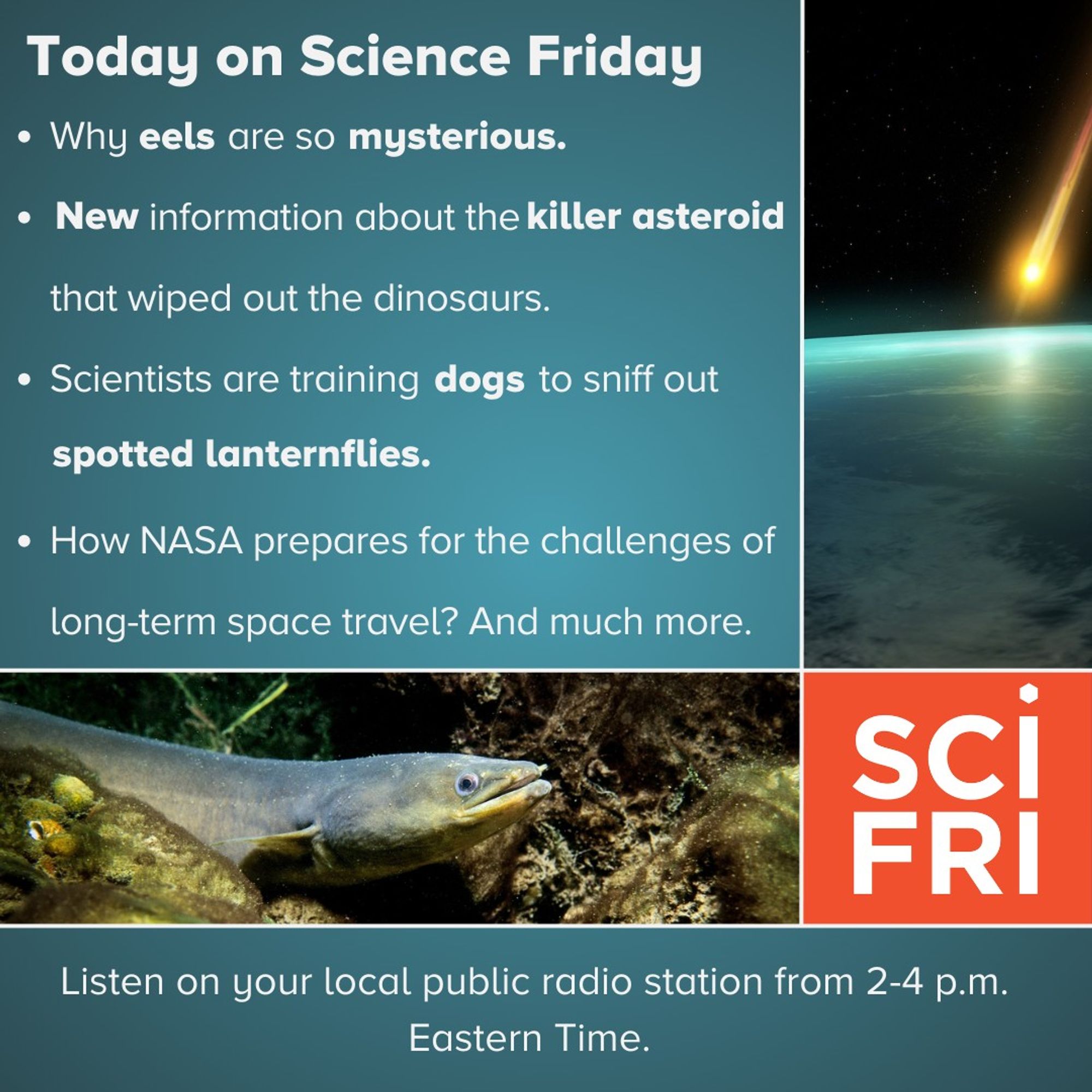 Today on Science Friday
Why are eels still such mysterious creatures?
New details uncovered about the killer asteroid that wiped out the dinosaurs
Scientists are training dogs to sniff out spotted lanternflies. 
The effects of drifting seasons on human behavior, and much more. 
Listen on your local public radio station from 2-4 p.m. Eastern Time.