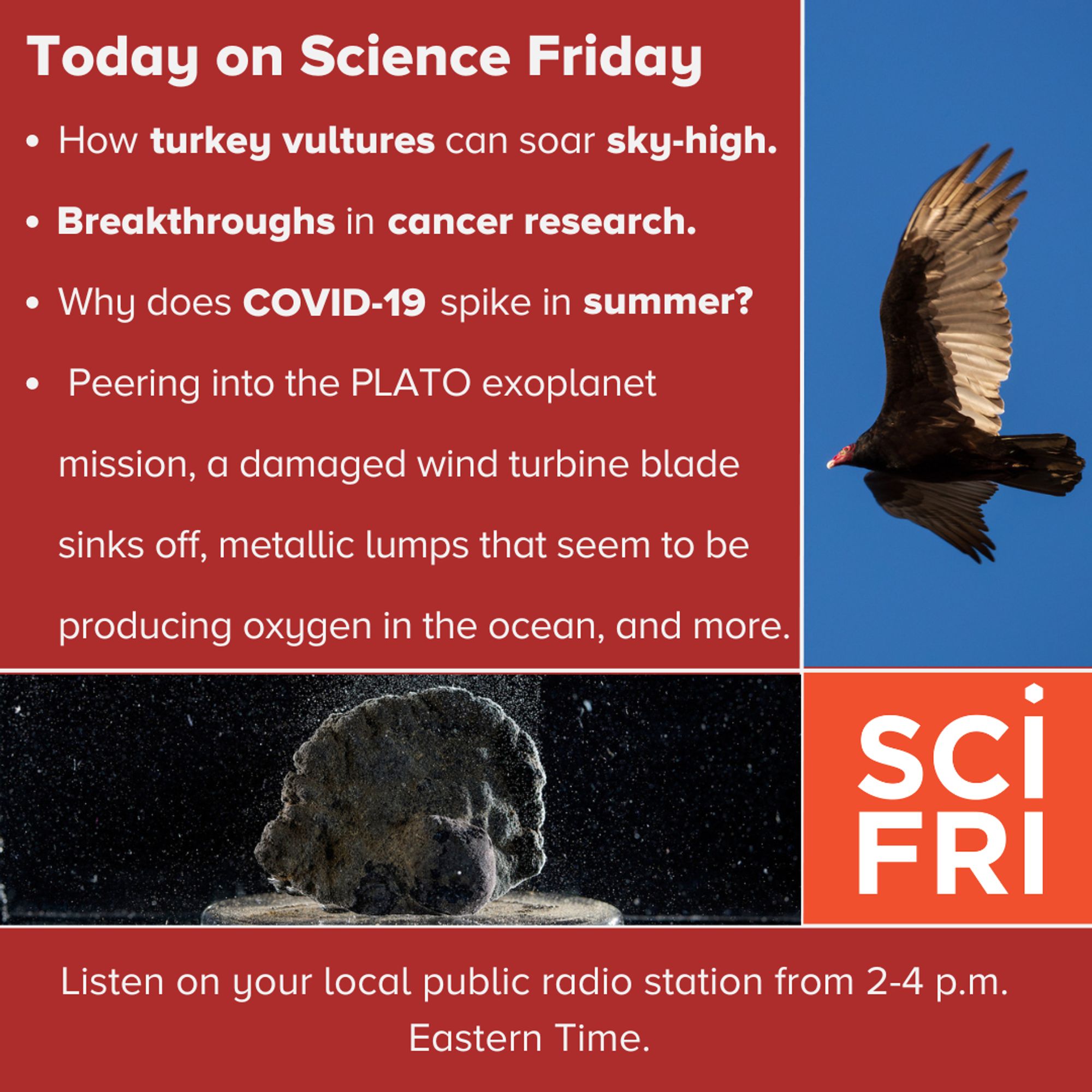 Today on Science Friday
How a turkey vulture can soar sky-high
Breakthroughs in cancer research,
Why does COVID-19 spike in summer? 
 Peering into the PLATO exoplanet mission, a damaged wind turbine blade sinks off, metallic lumps that seem to be producing oxygen in the ocean, and more.
Listen on your local public radio station from 2-4 p.m. Eastern Time.