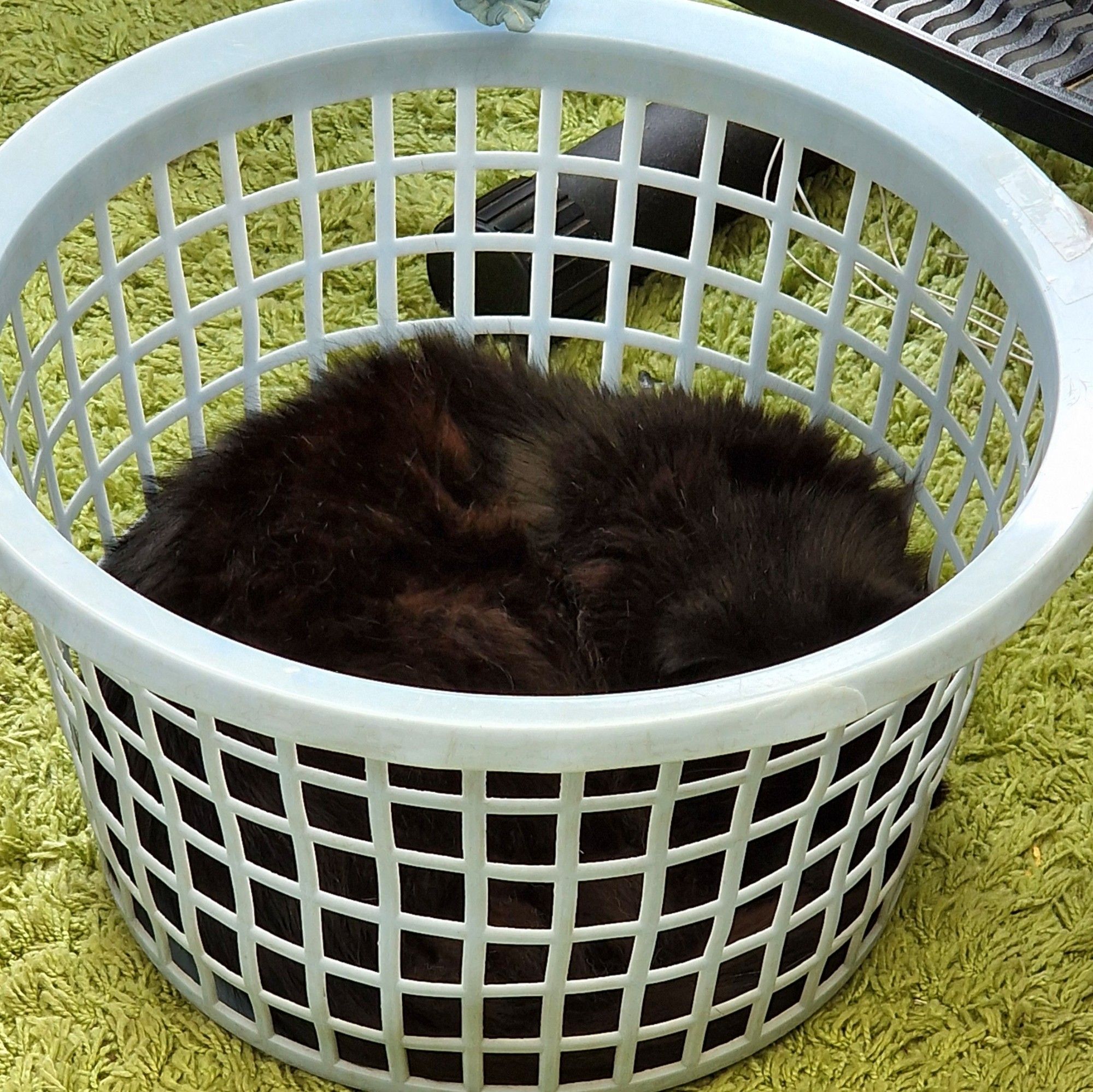 Image shows a black cat asleep in a light blue laundry basket on a lime green rug.