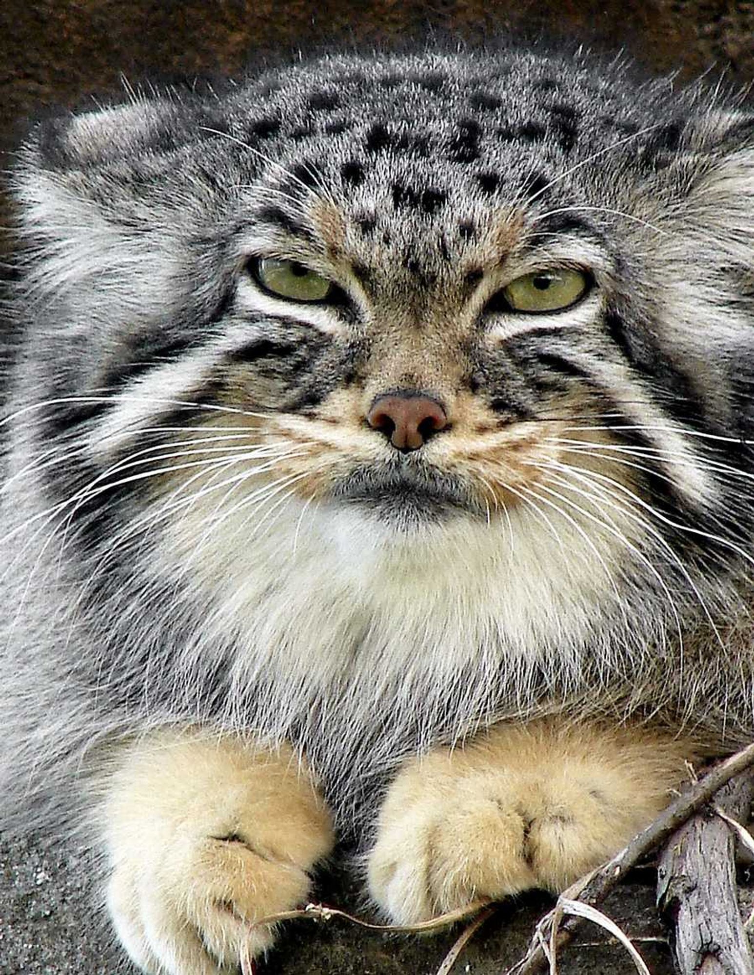 A close-up of a manul with prominent white eye stripes staring directly at the camera with narrowed eyes and ears tilted to the side in a seemingly disgruntled expression.