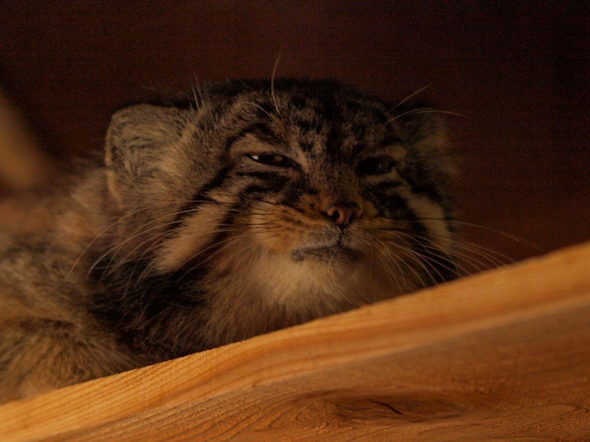 A manul sitting on a wood plank squinting at the camera with its mouth scrunched like a smirk.