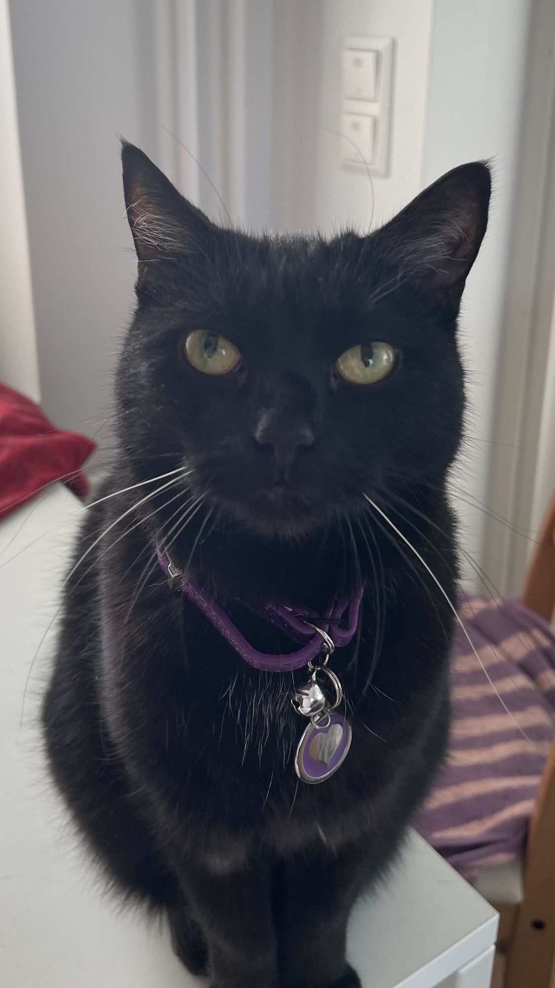 A black cat sitting and staring at the camera. She has a purple collar.