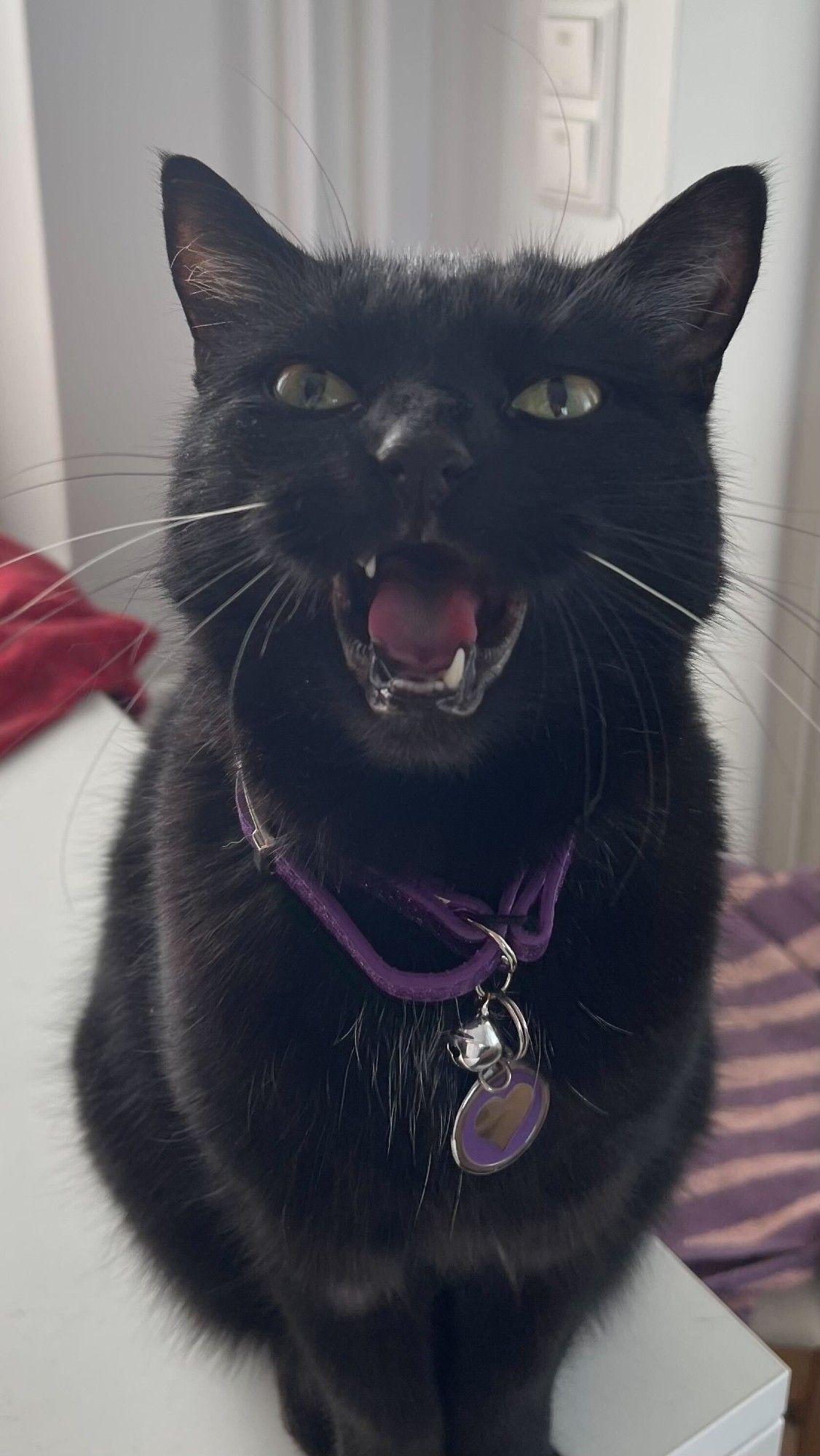 The same black cat still sitting but now with her mouth open to show she has only two canine teeth left in her mouth. She is clearly not bothered.