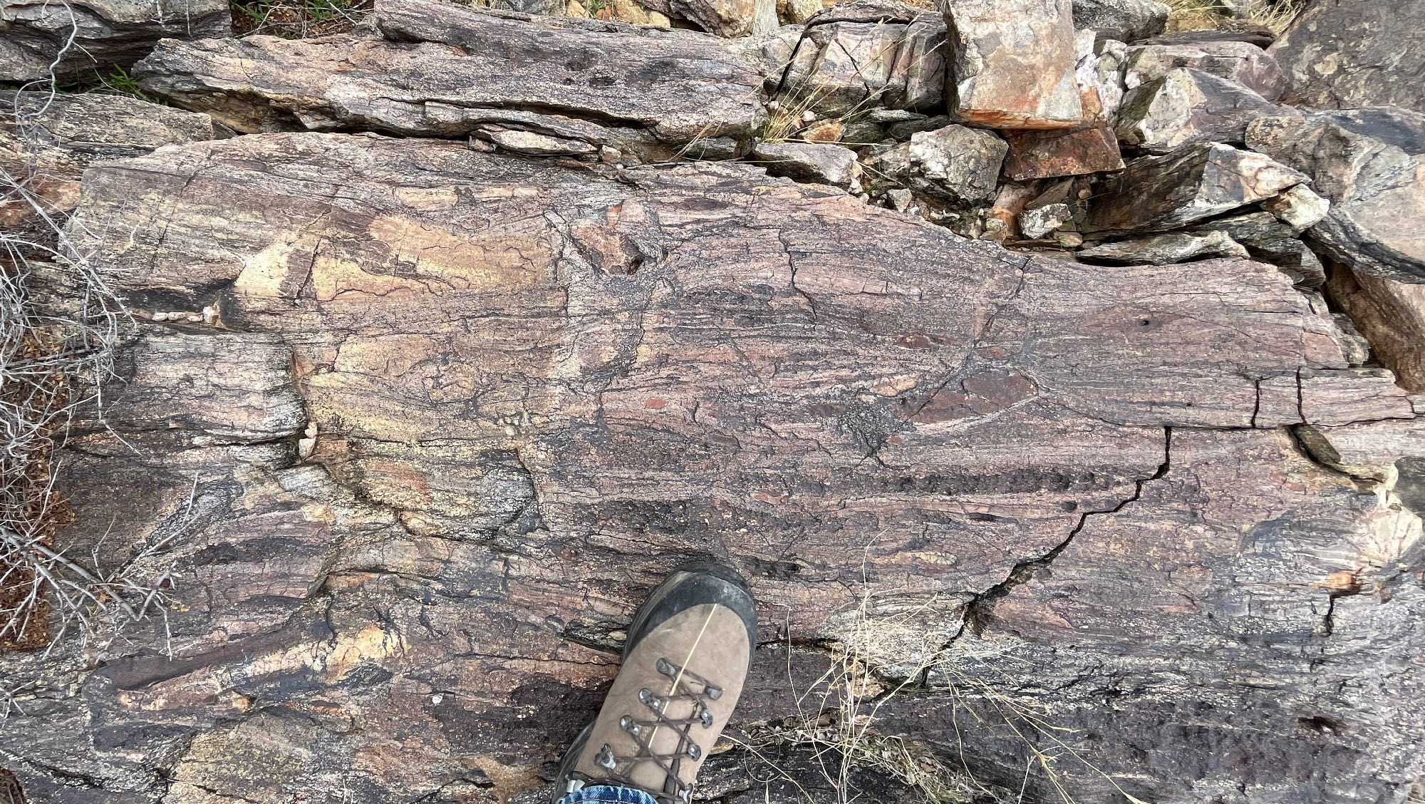 Crossbedded ? metasandstone in the 1.7 billion year old Yavapai Schist in central Arizona USA, with cobble-sized rip-up class, finer- and coarser-grained interbeds, truncated, onlapping and down lapping lamina sets. Boot for scale.