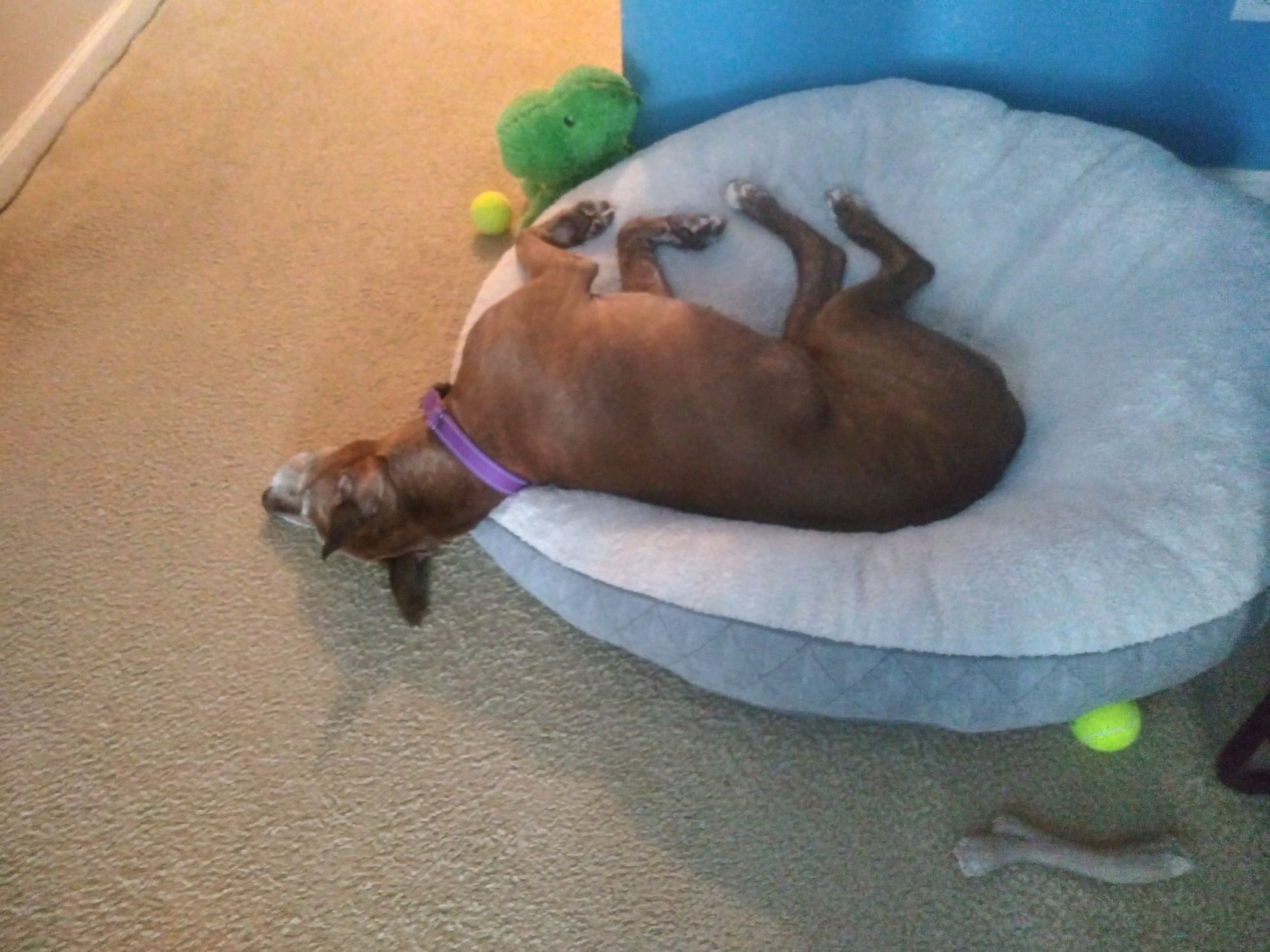 A sweet brown rescue dog in a purple collar sleeps on a white dog bed with her head hanging off the bed. The bed is surrounded with dog toys.