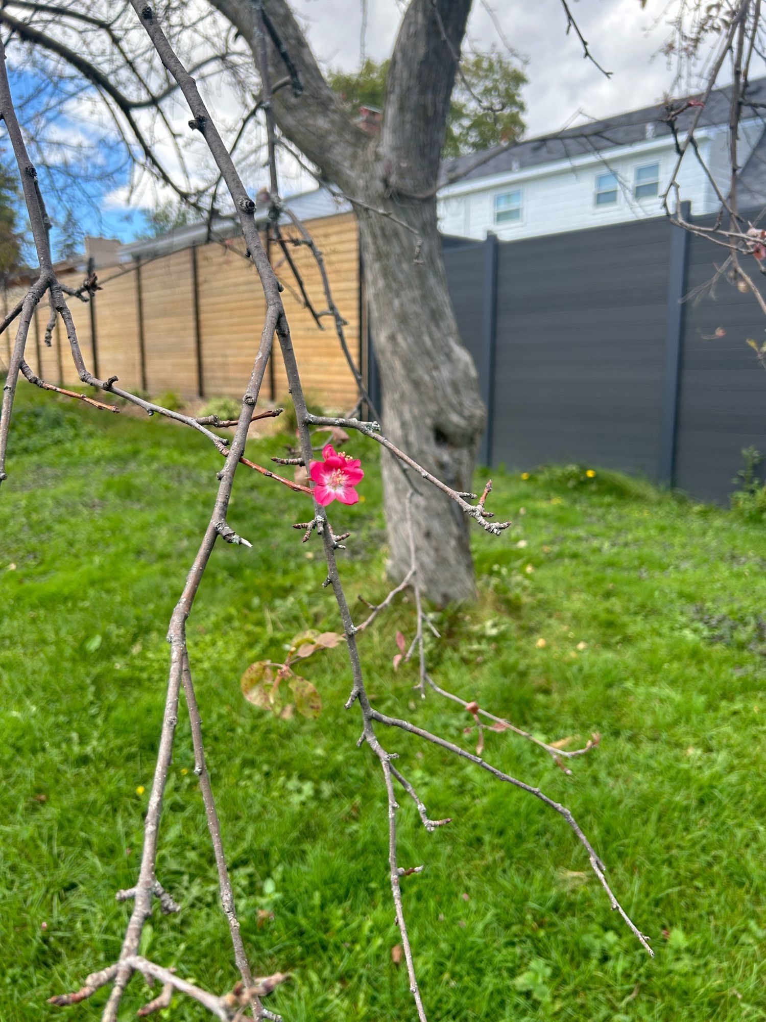 A single pink blossom on a completely bare tree branch