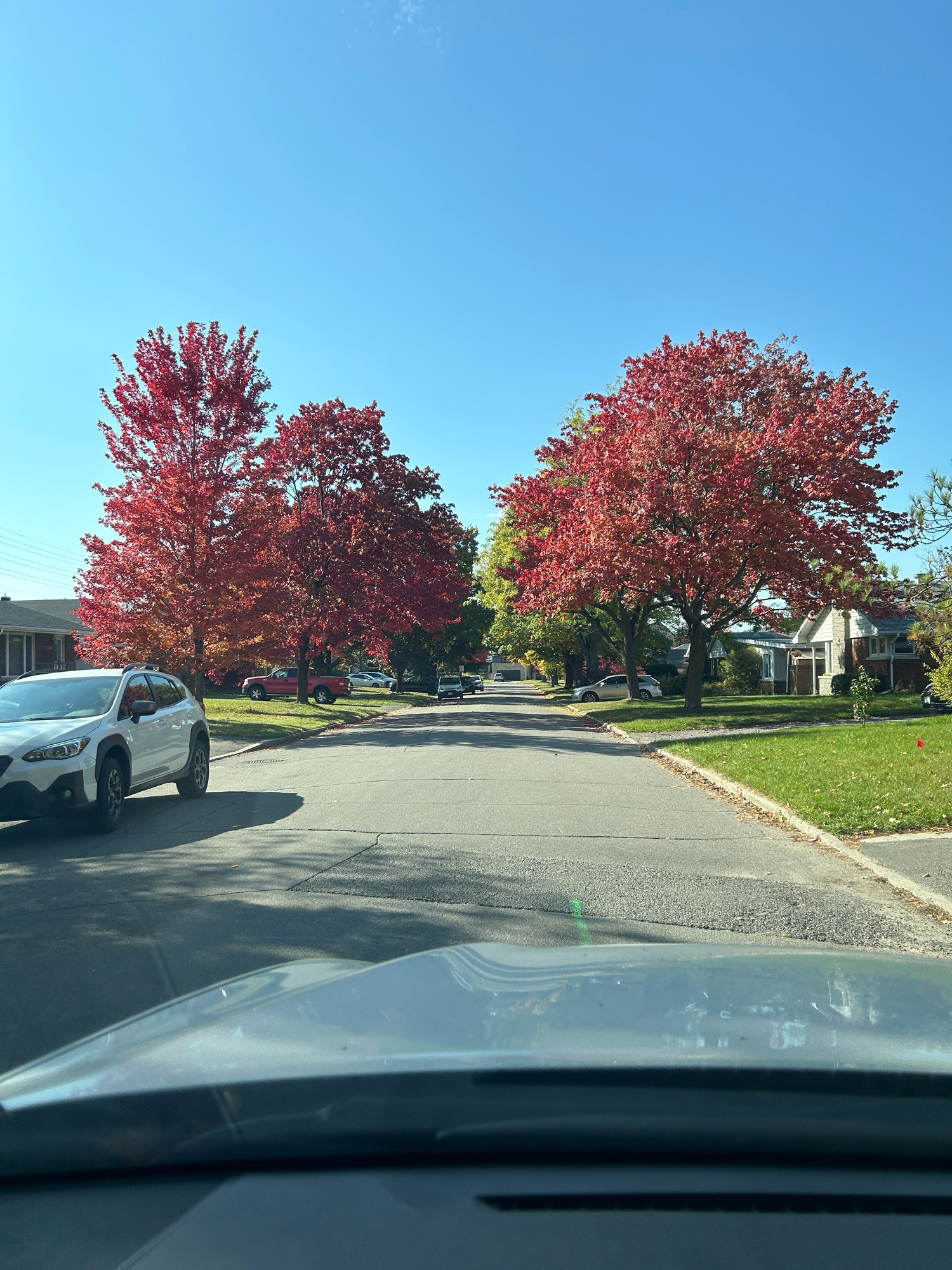 Two dark red maples on a residential street 