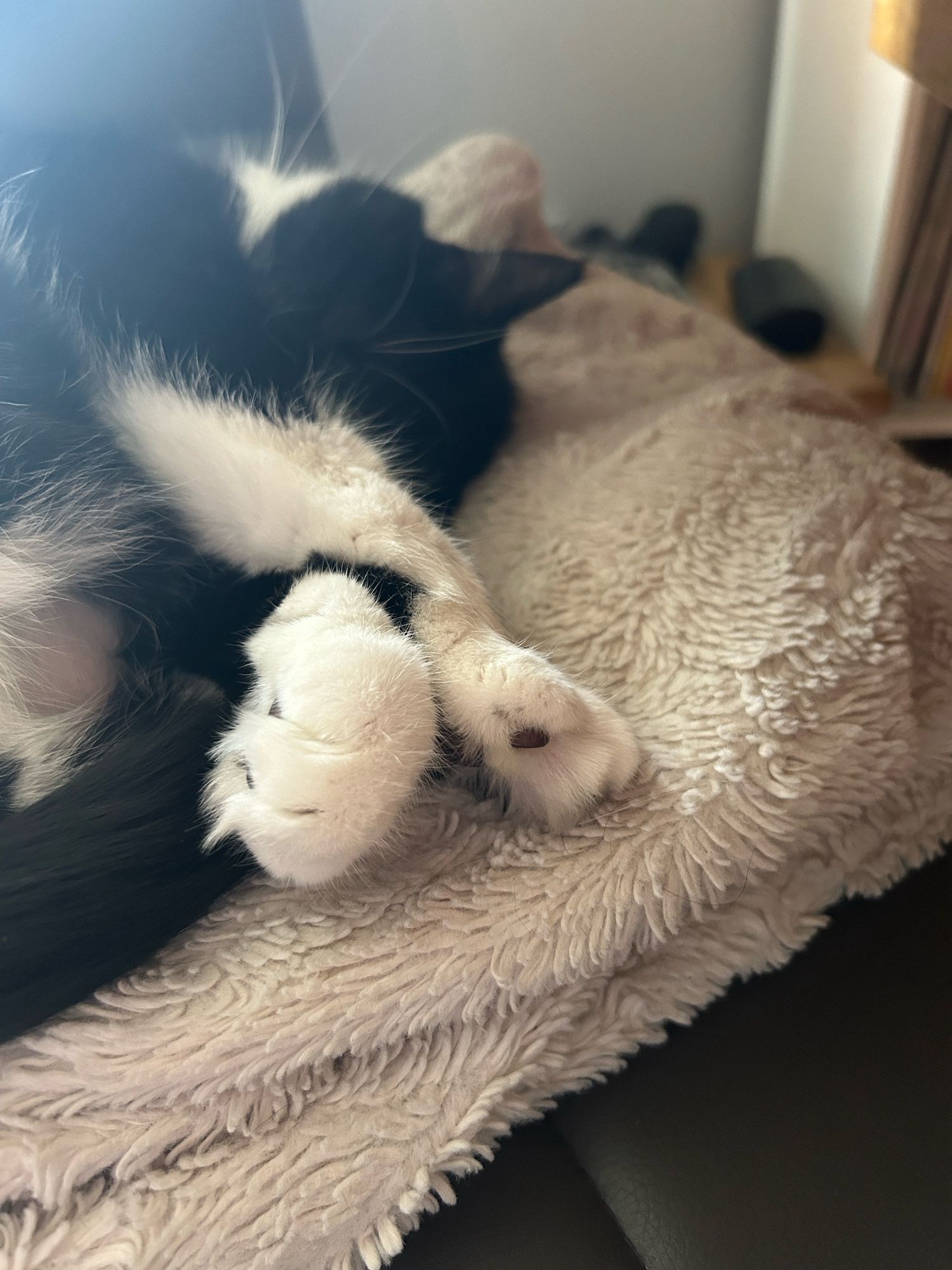 Adorable white front paws, crossed, of a curled up sleeping tuxedo cat.