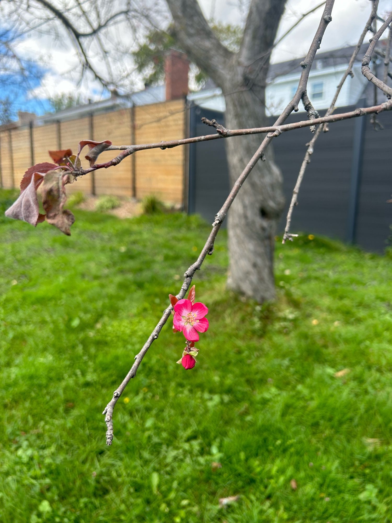 An open pink blossom and another pink bud on a bare tree branch with a couple of browning leaves