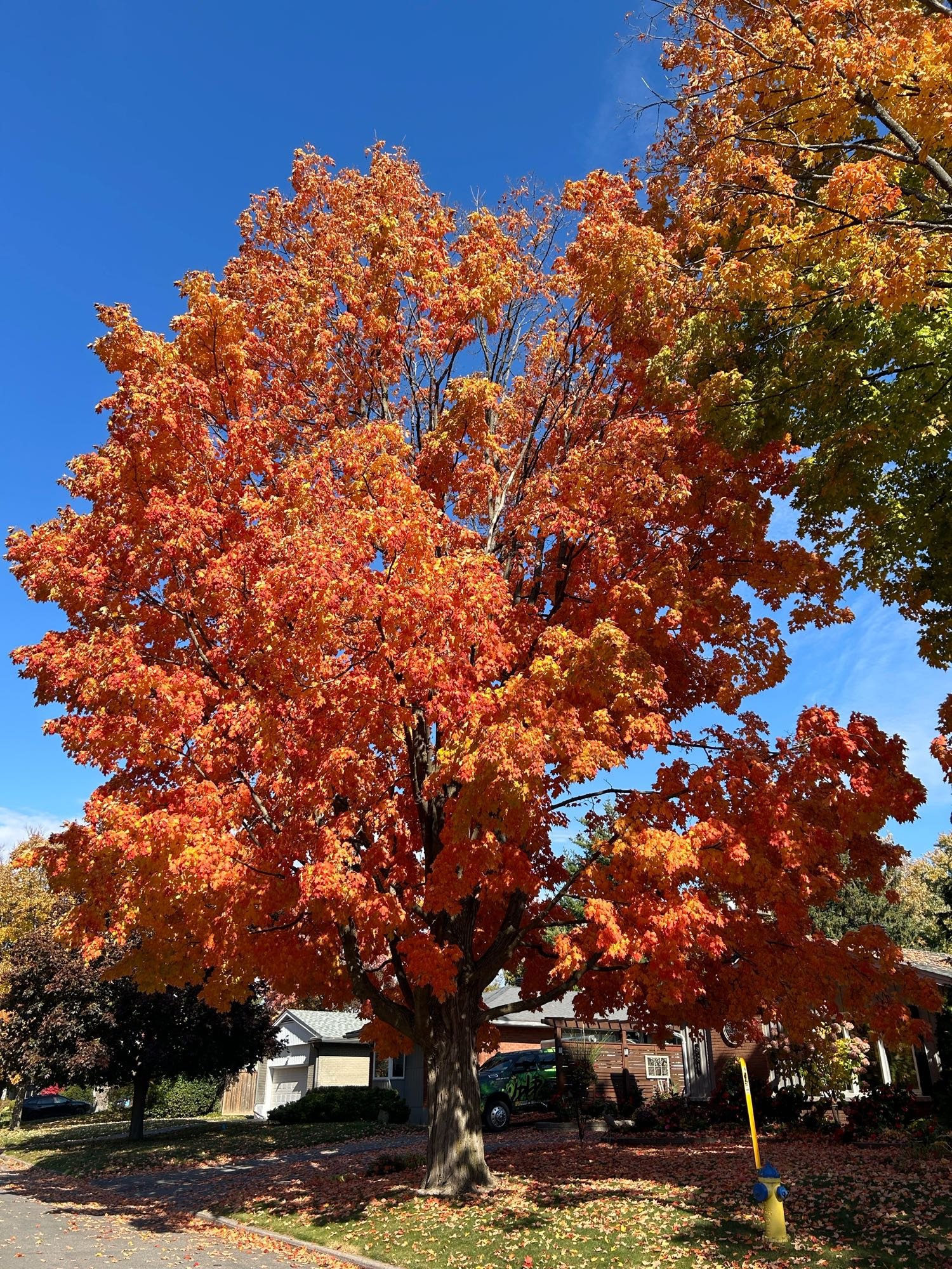 A spectacular fiery orange large maple tree in the sun, against a blue sky