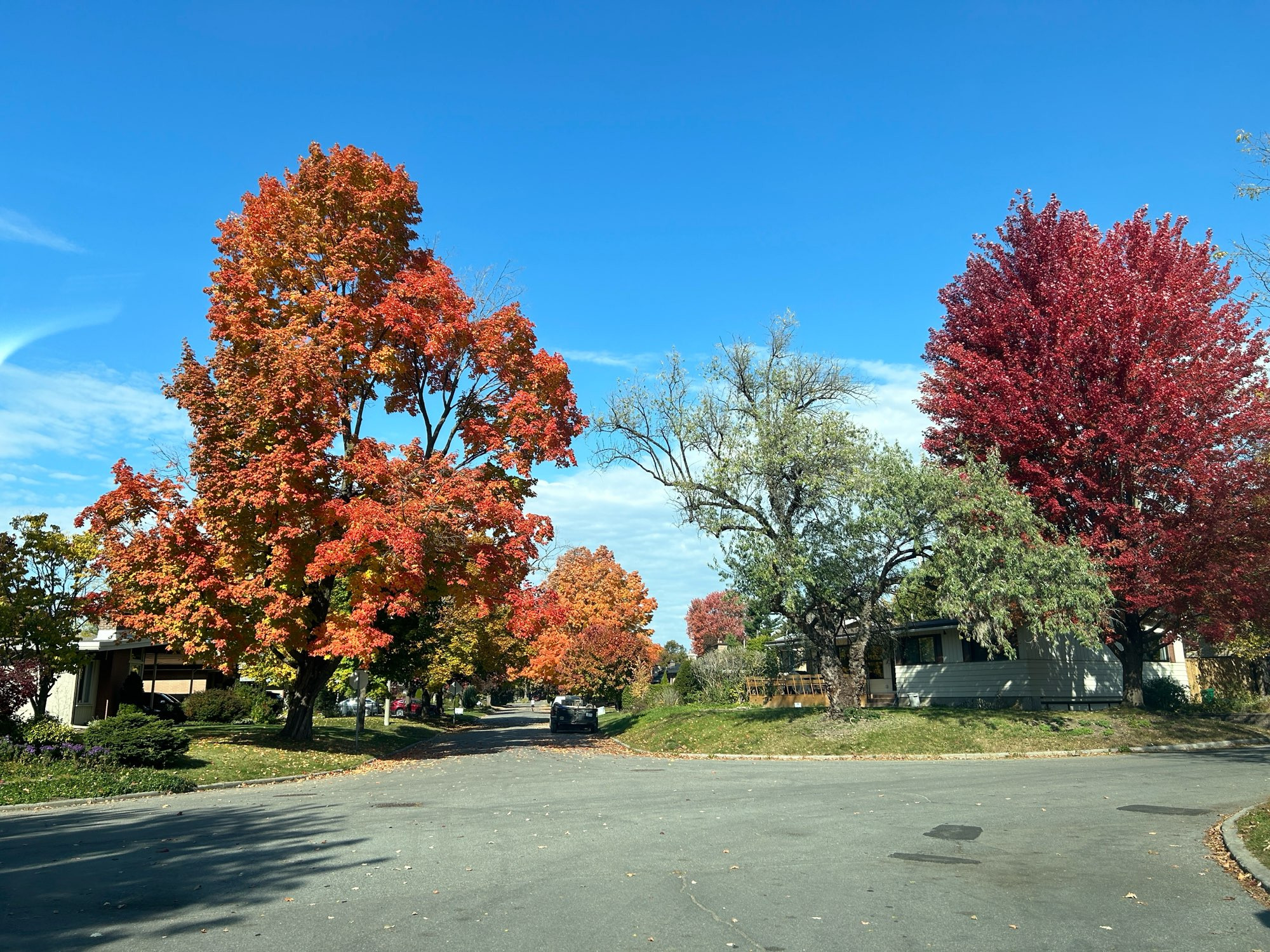 Orange and red maples