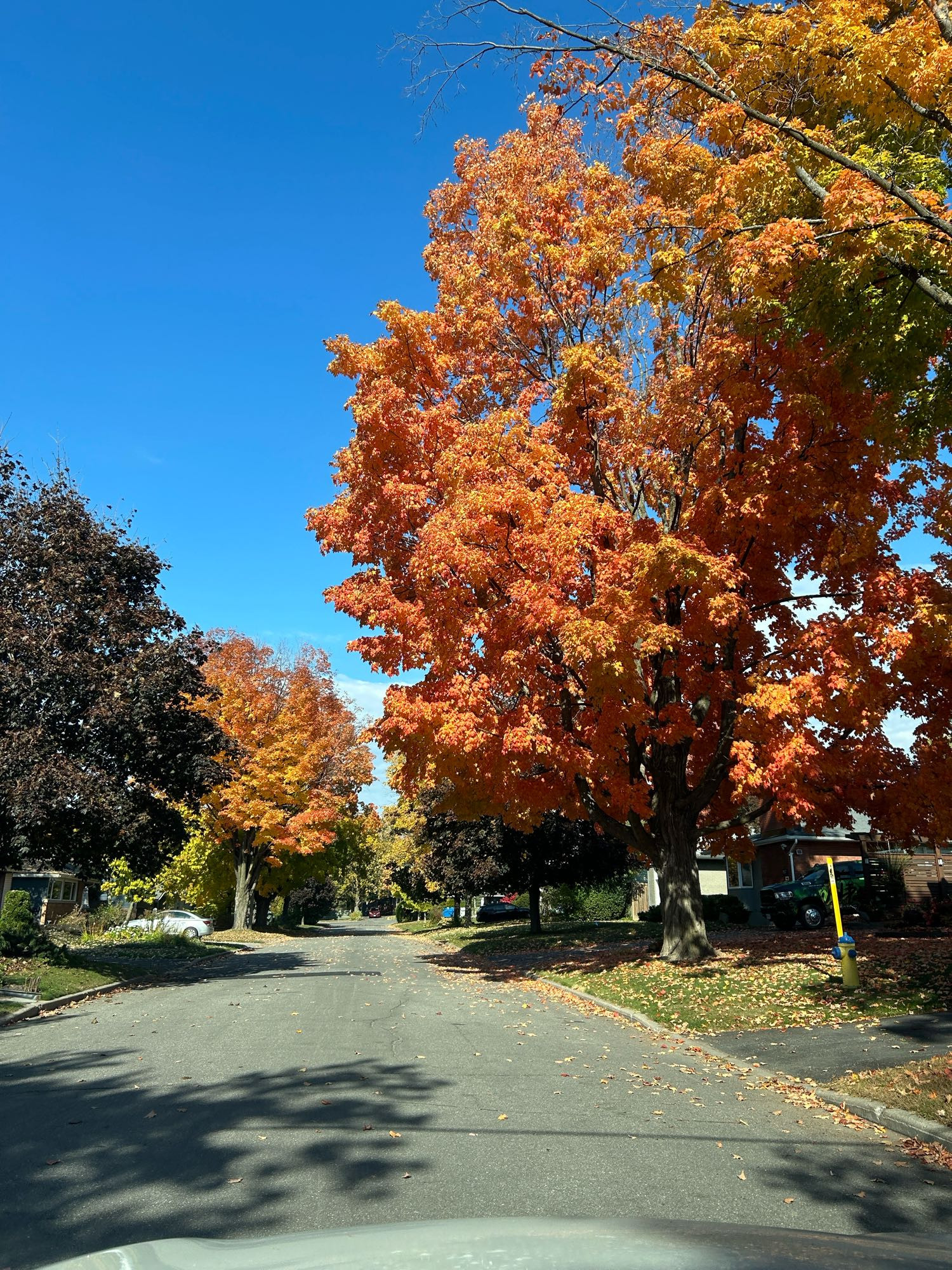 More orange maples and blue skies 