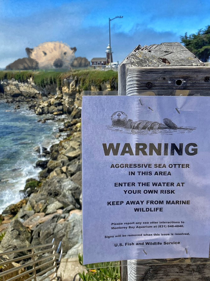 A huge sea otter peeking over the seawall in the distance, with a warning in the foreground that an aggressive sea otter is in the area.