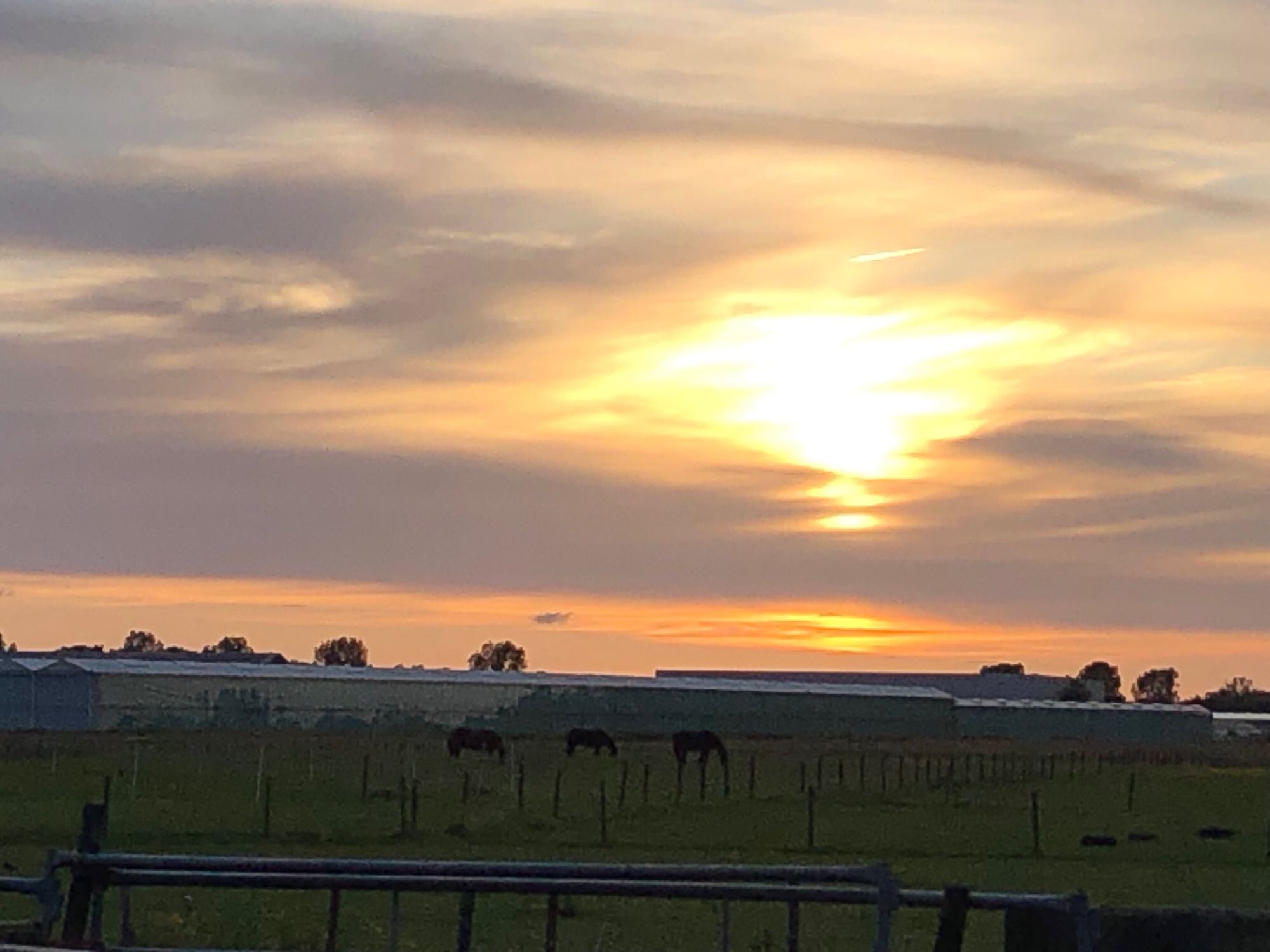 Zonsondergang met paarden