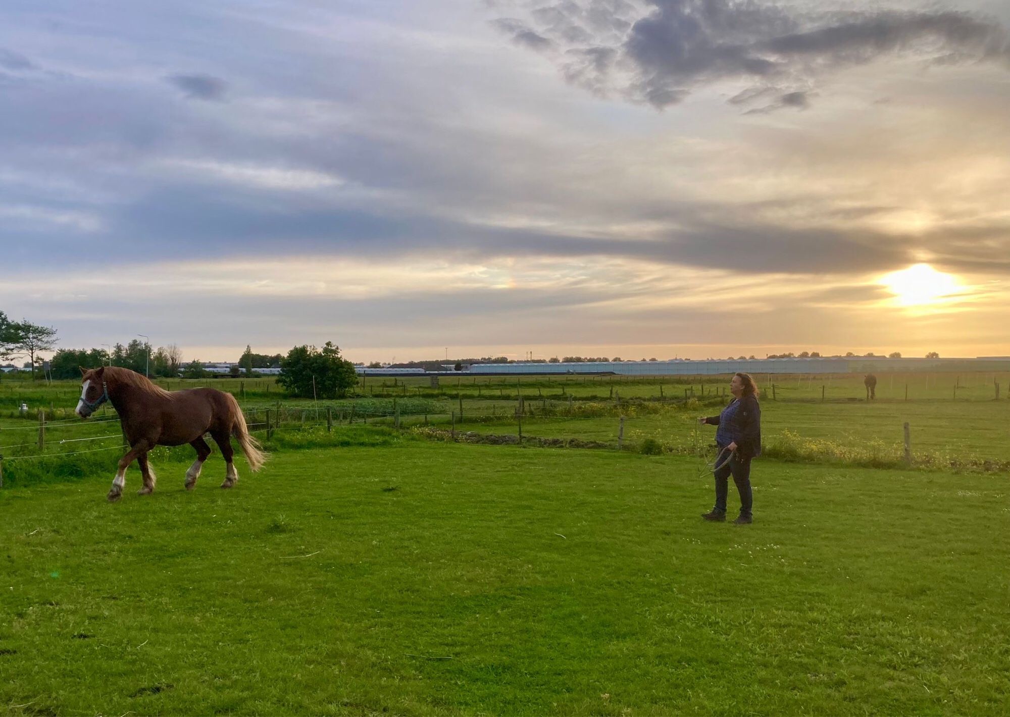 Paard loopt rondjes om mij heen in de wei