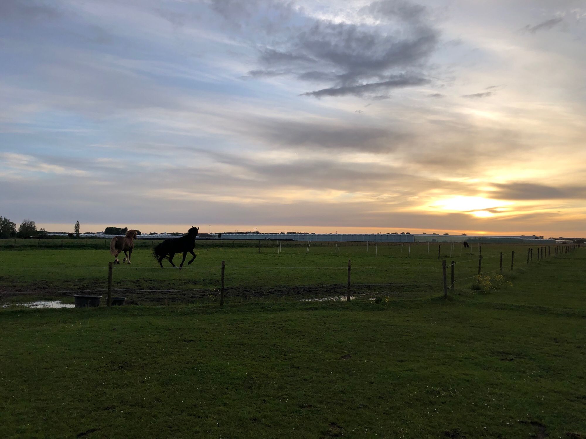 Paarden in de wei met zonsondergang