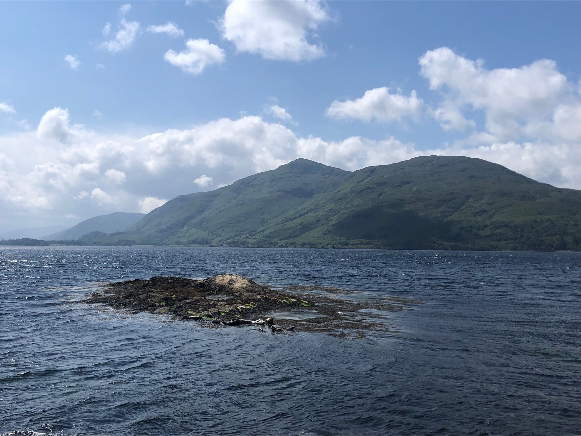 Eilandje met zeehonden in Loch Linnhe in Schotland