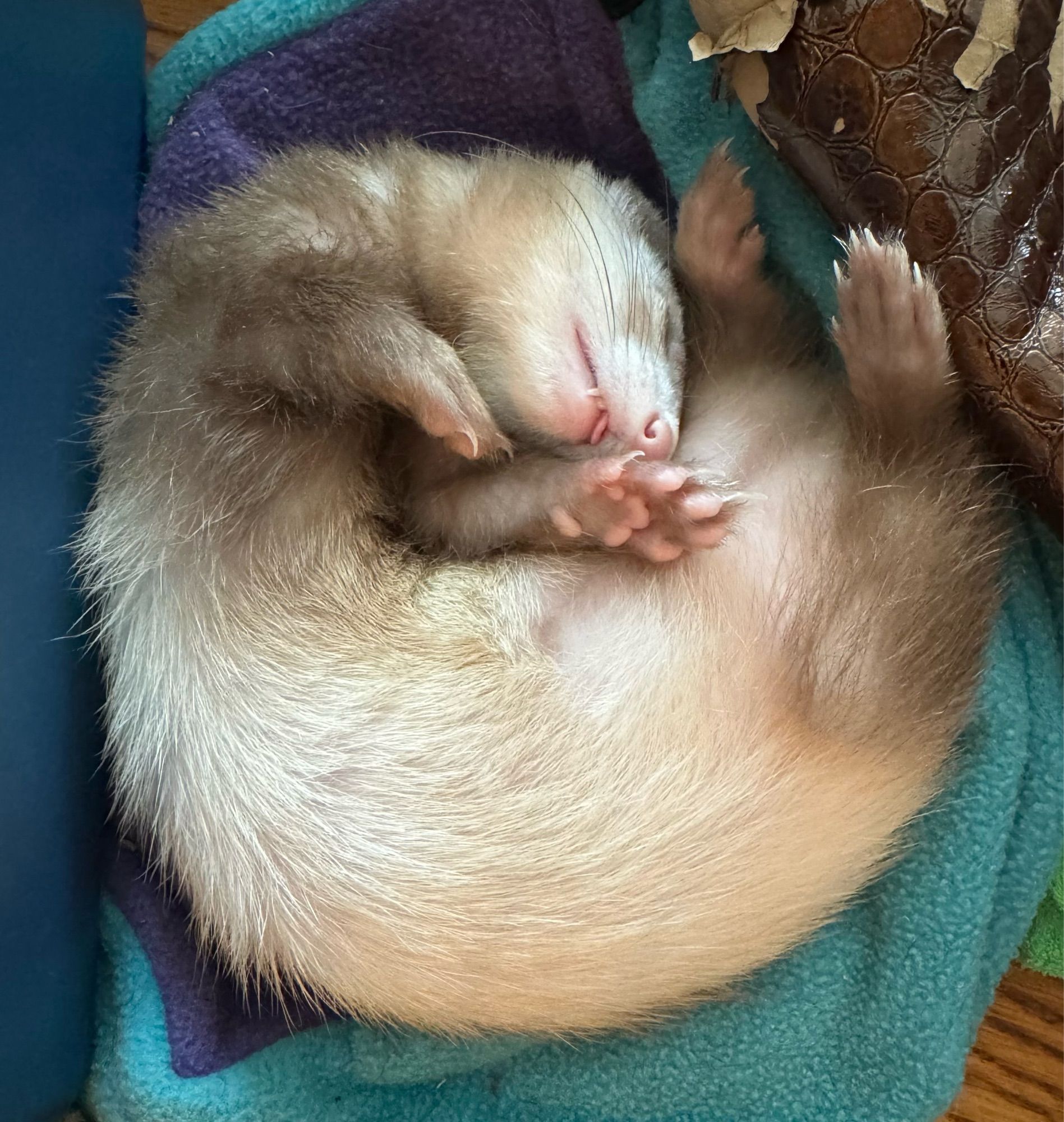 Ferret curled up asleep with a tiny blep.